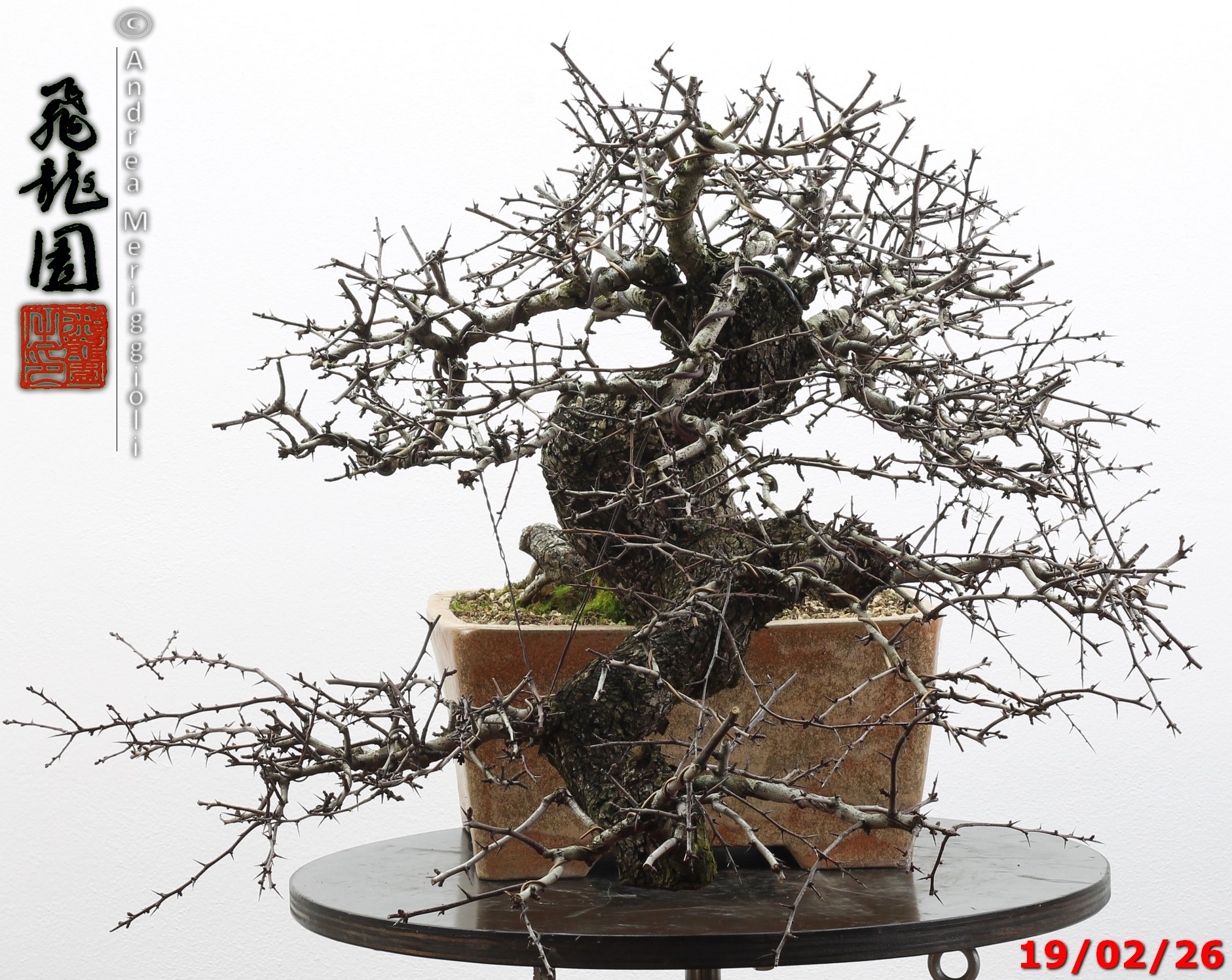 Crataegus monogyna - immagine 13