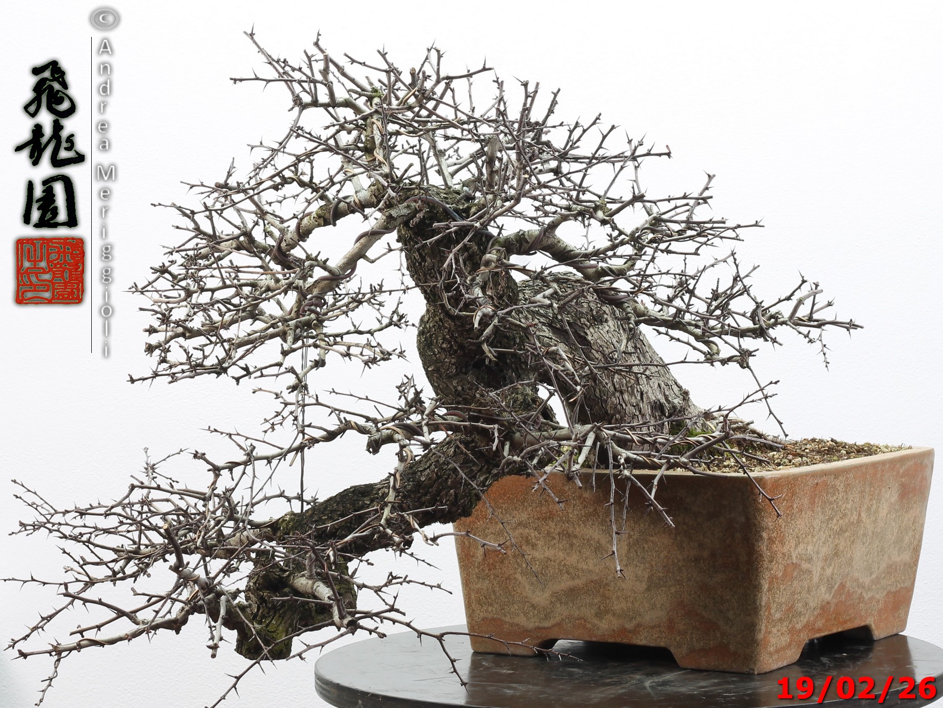 Crataegus monogyna - immagine 12