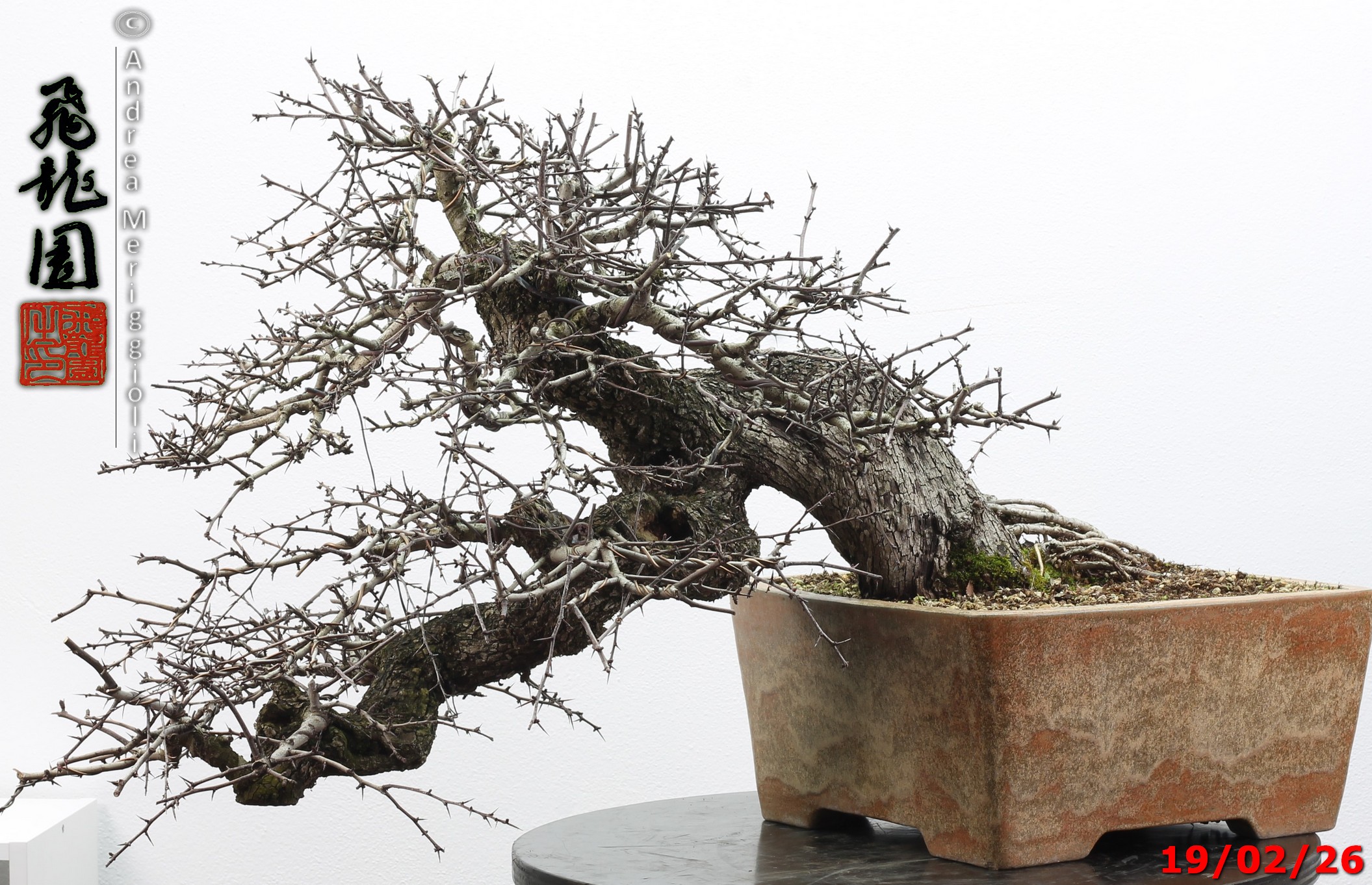 Crataegus monogyna - immagine 11