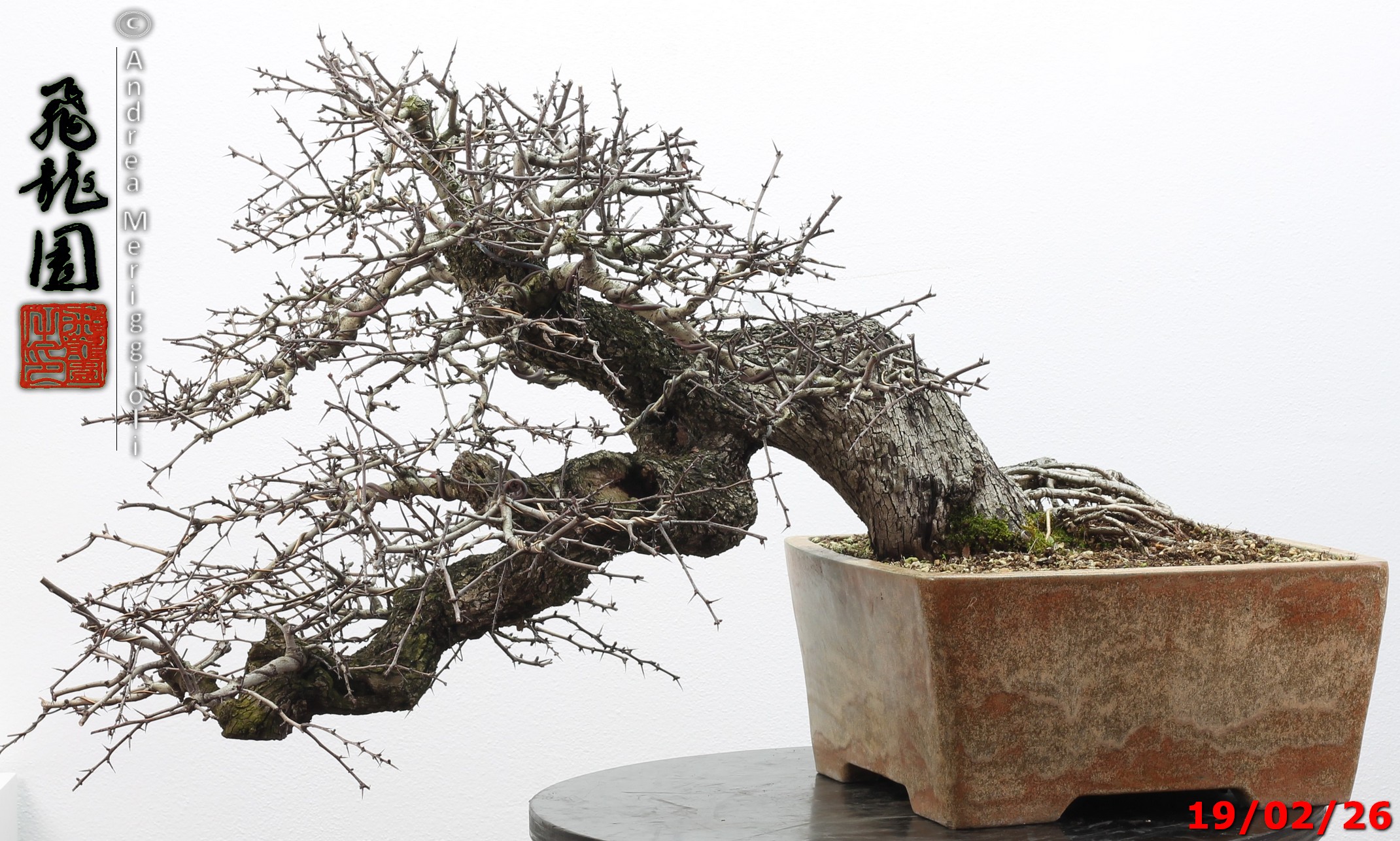 Crataegus monogyna - immagine 10