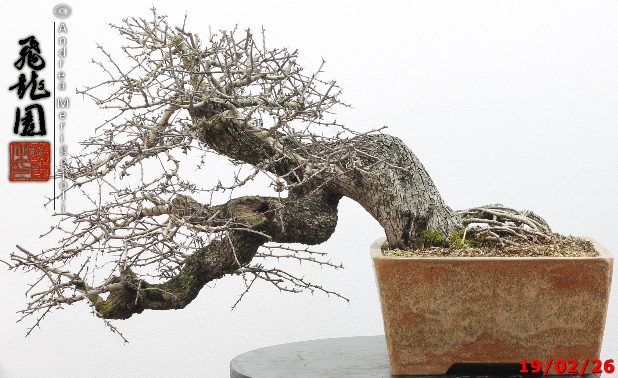 Crataegus monogyna - immagine 9