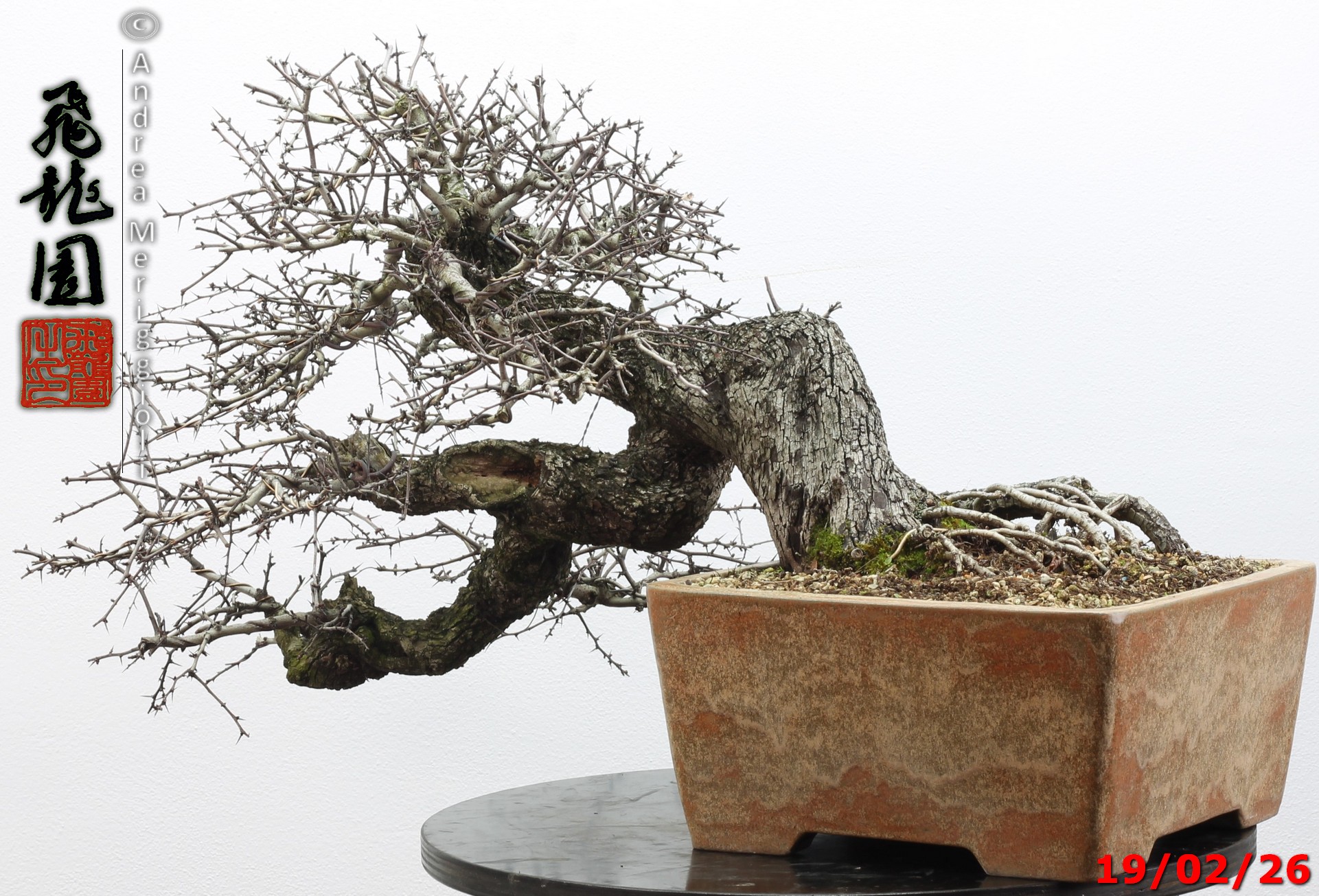 Crataegus monogyna - immagine 8