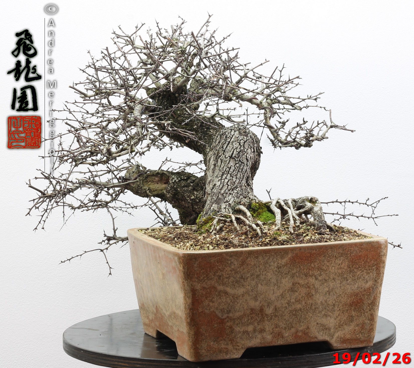 Crataegus monogyna - immagine 6