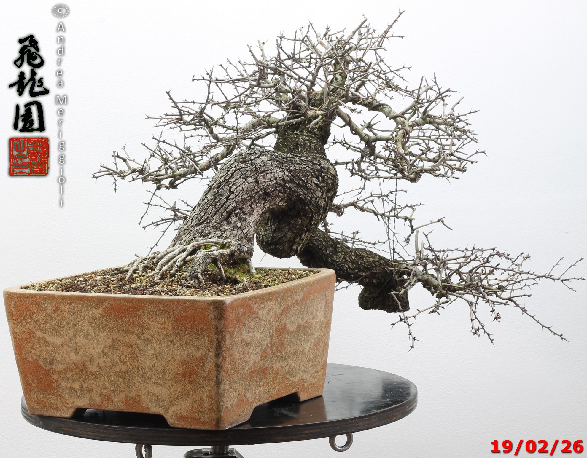 Crataegus monogyna - immagine 5