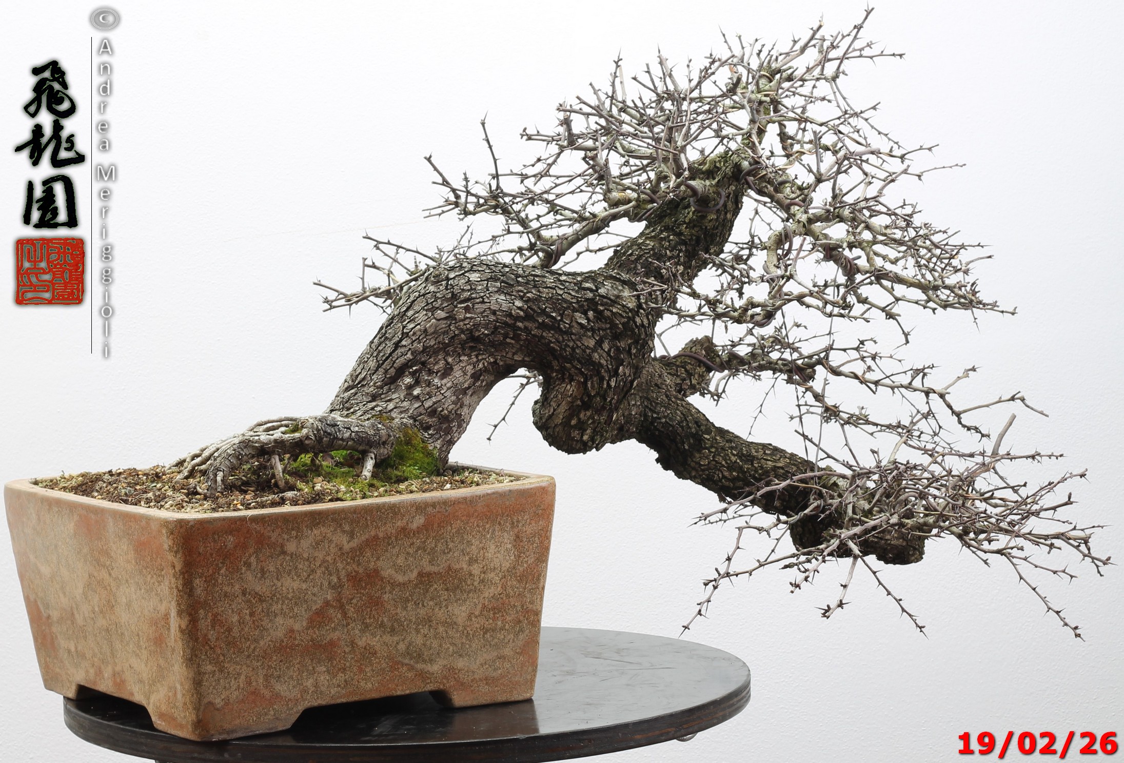 Crataegus monogyna - immagine 4