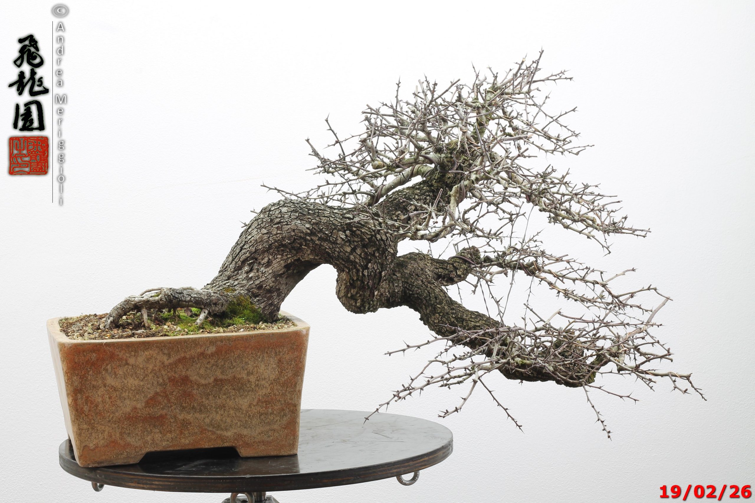 Crataegus monogyna - immagine 3