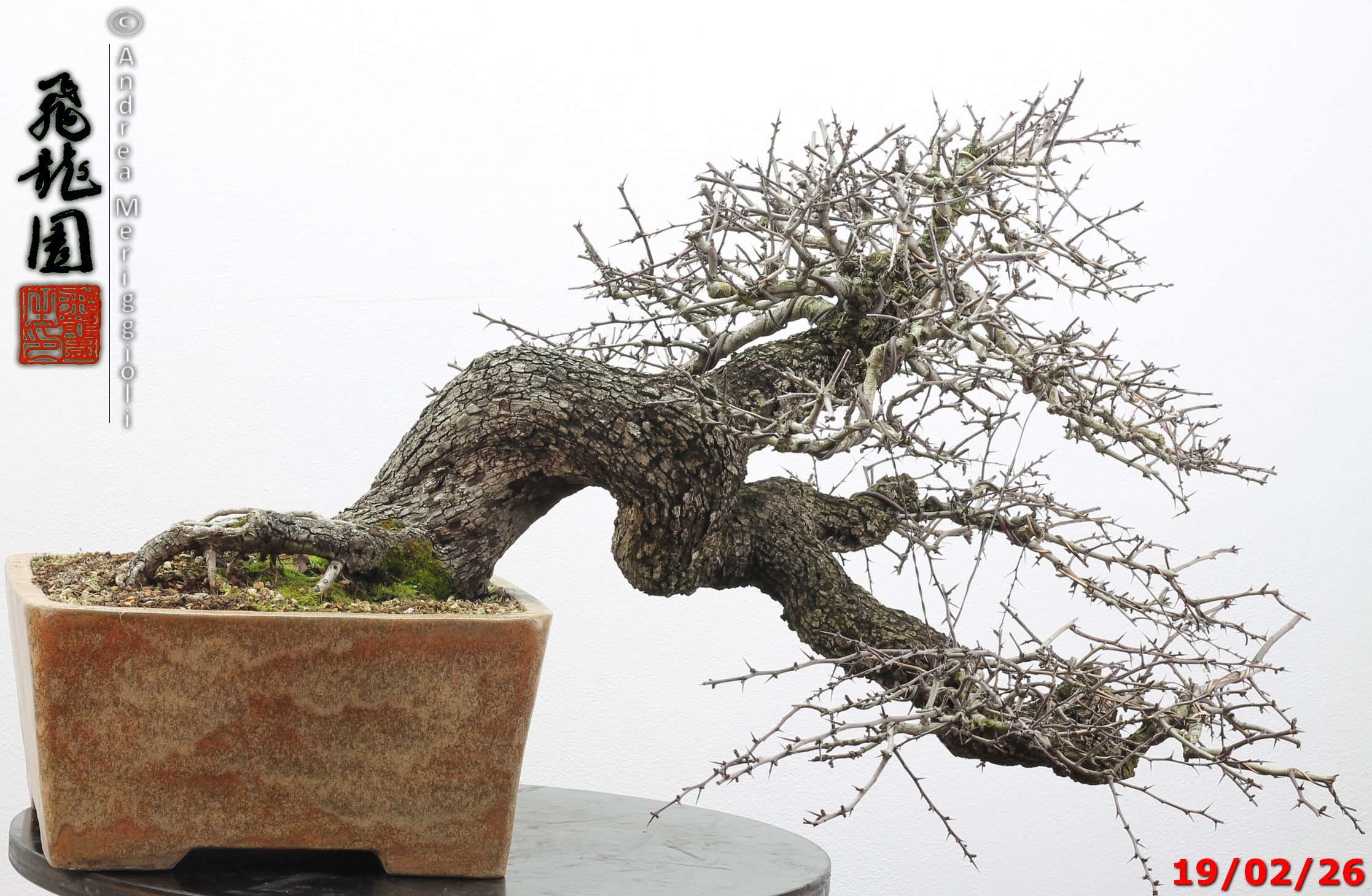 Crataegus monogyna - immagine 2