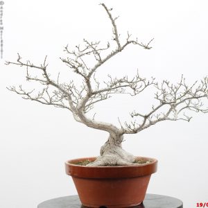 Acer palmatum dwarf variety