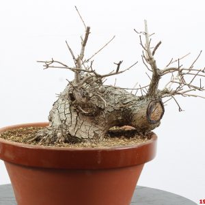 Ulmus minor campestre