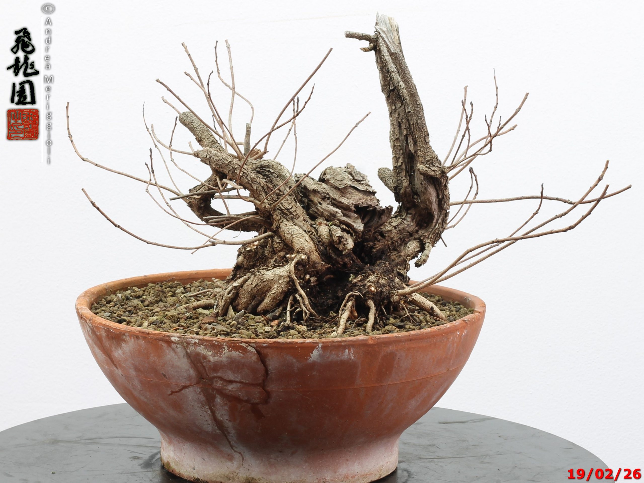 Continus coggigya - immagine 13