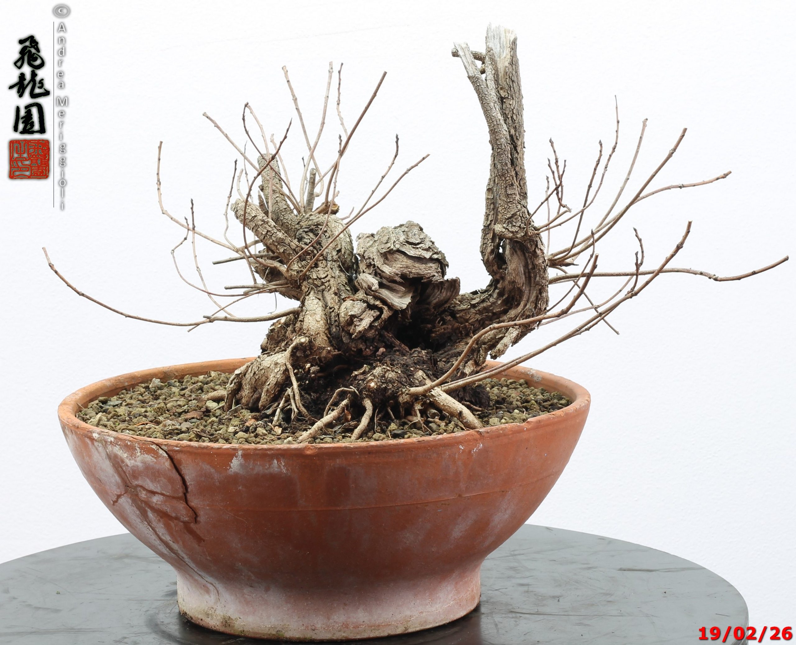 Continus coggigya - immagine 12