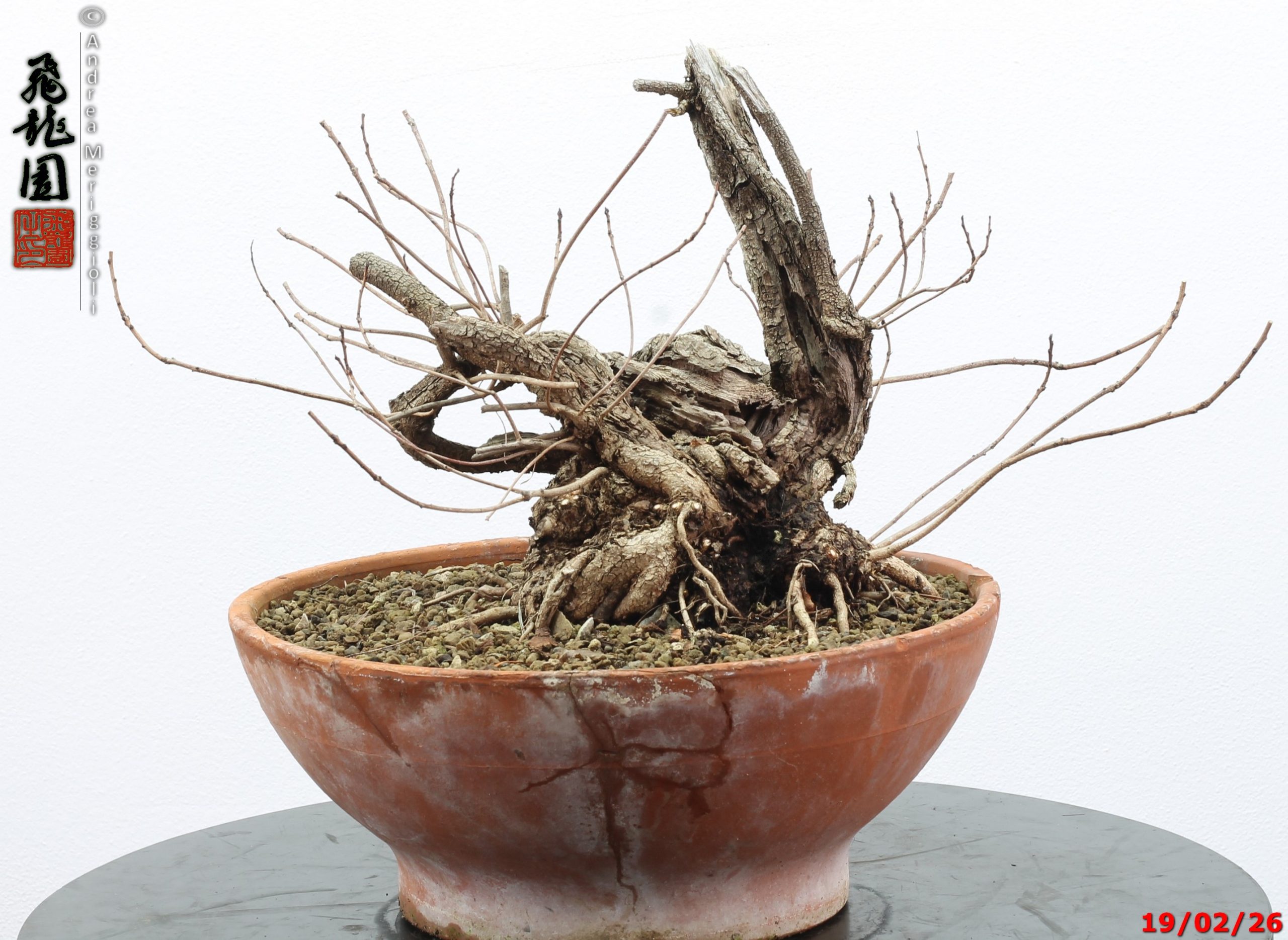 Continus coggigya - immagine 11