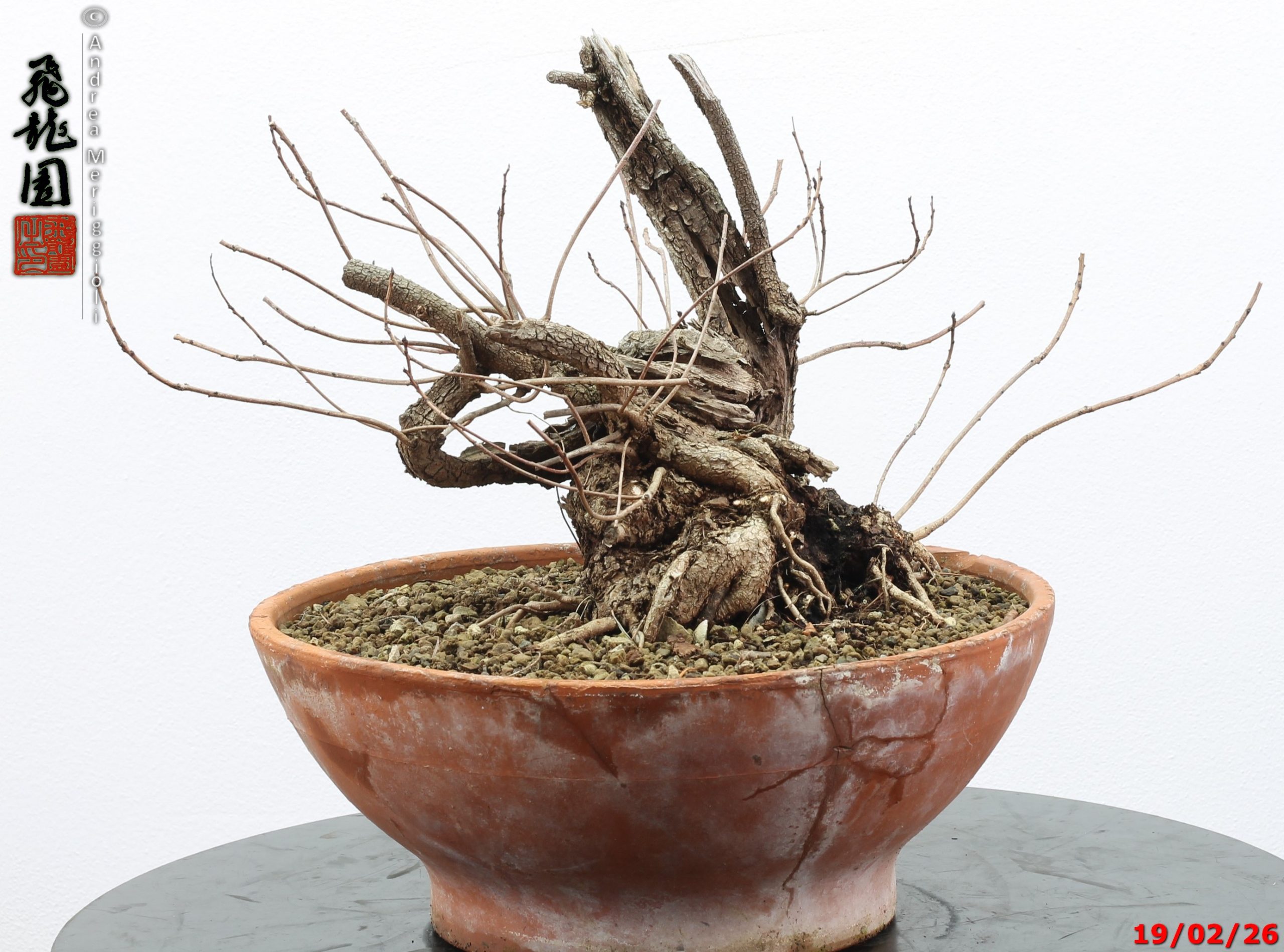 Continus coggigya - immagine 10