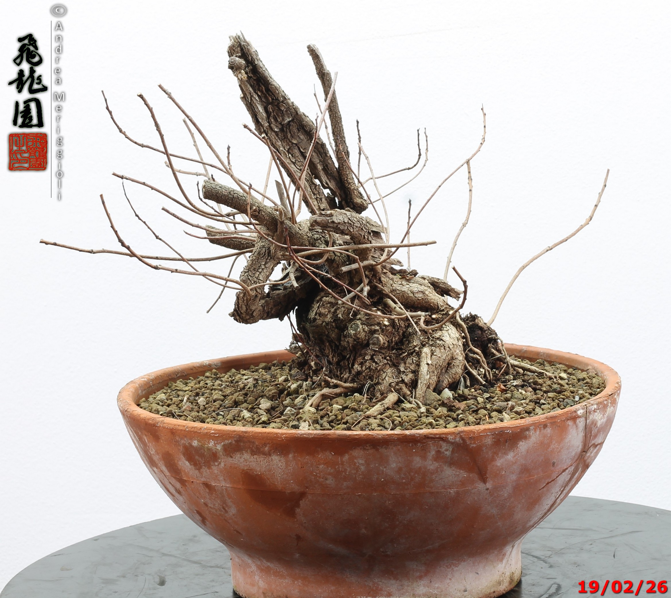 Continus coggigya - immagine 9