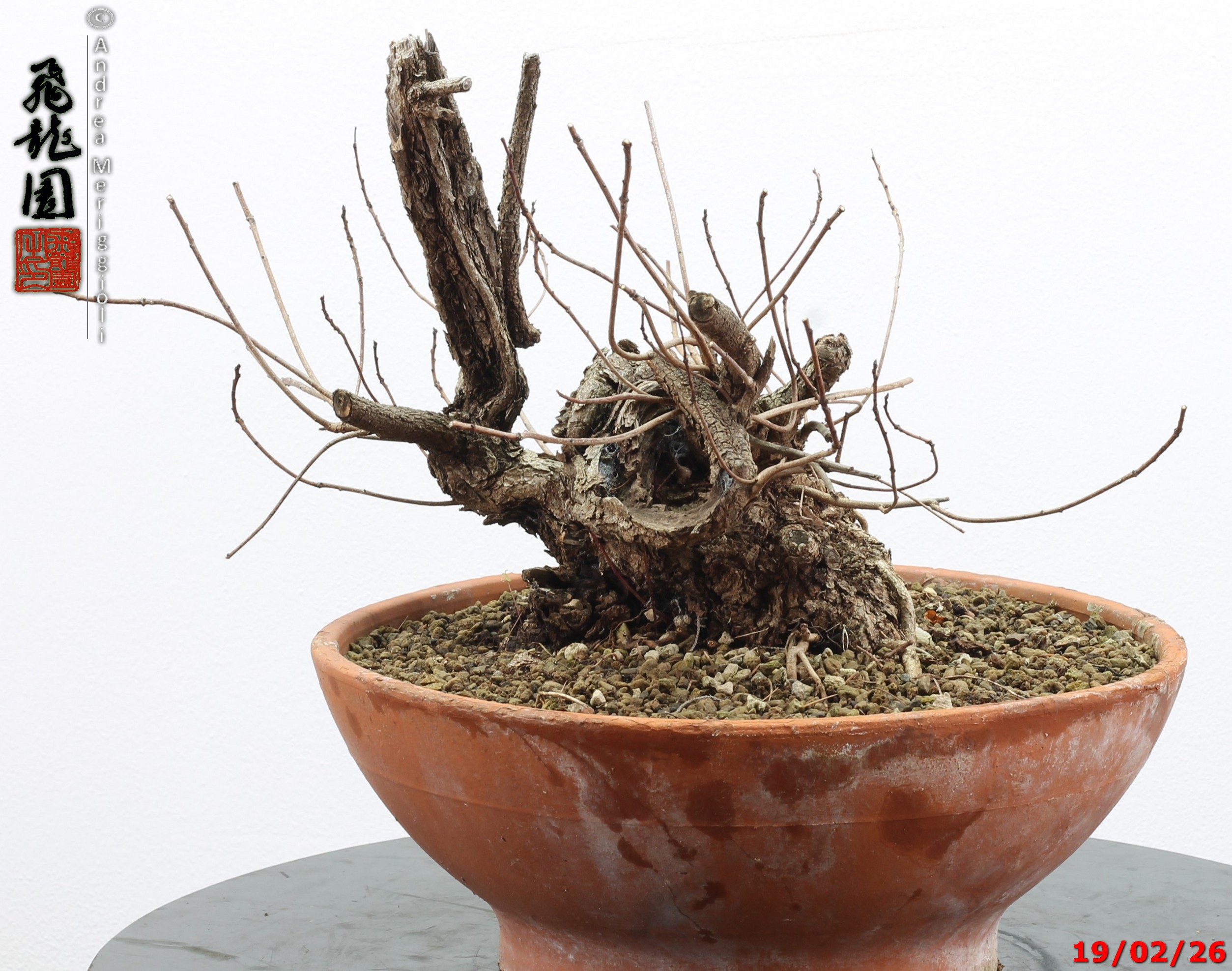 Continus coggigya - immagine 8