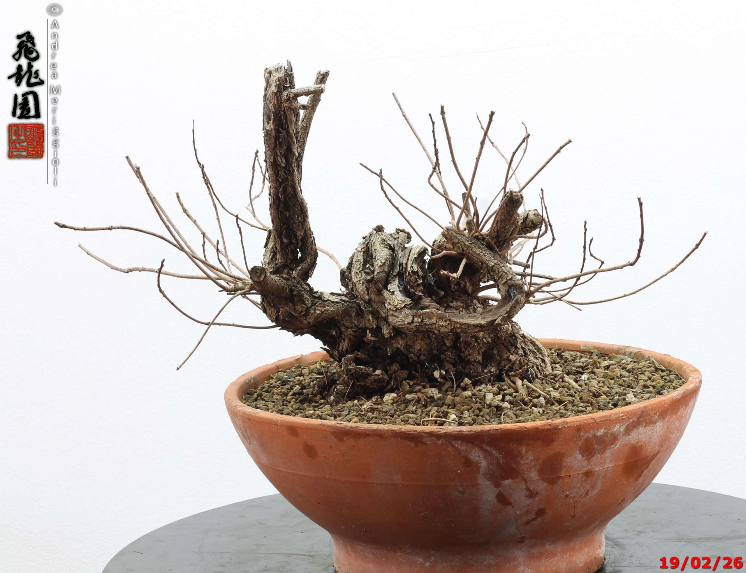 Continus coggigya - immagine 7