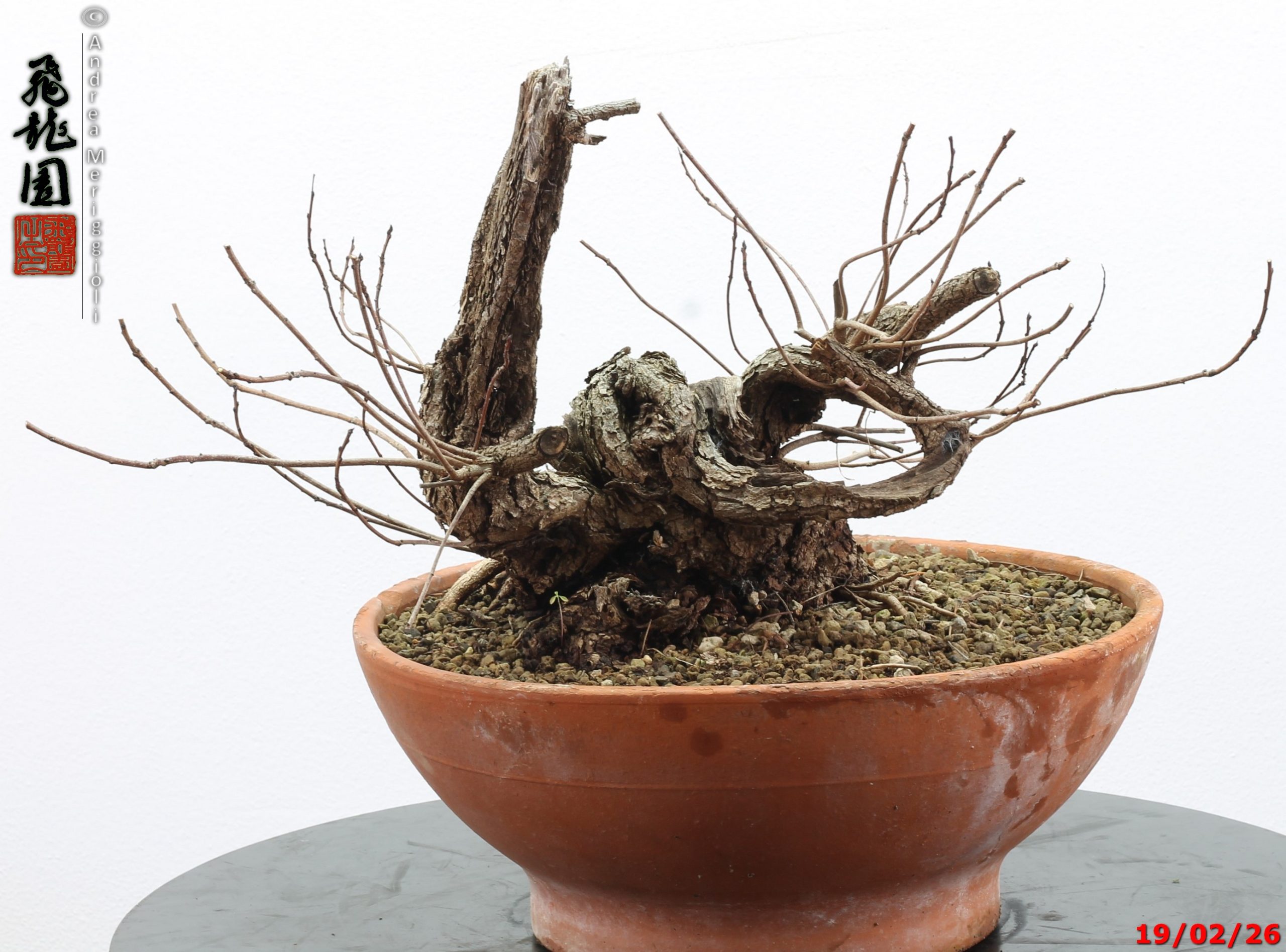 Continus coggigya - immagine 6