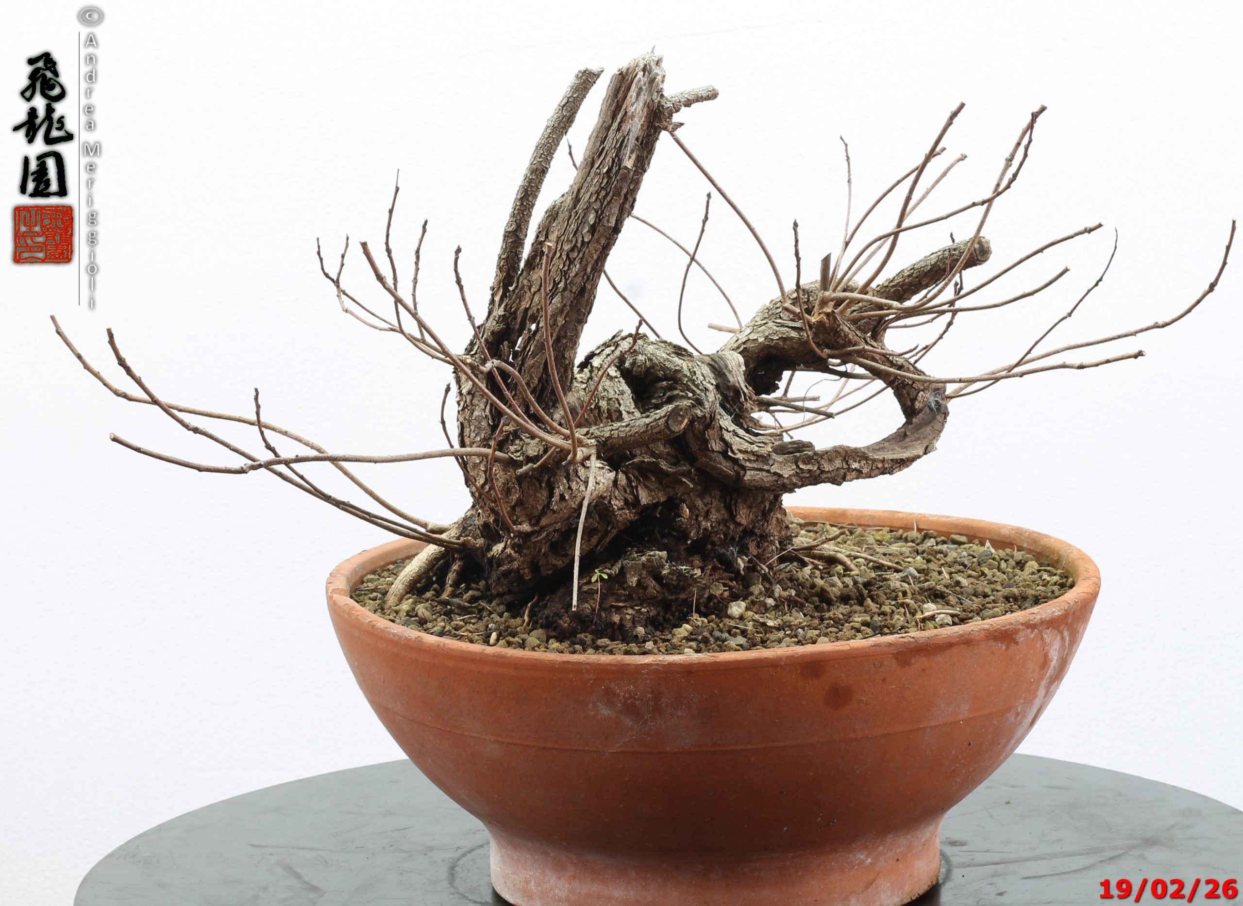 Continus coggigya - immagine 5