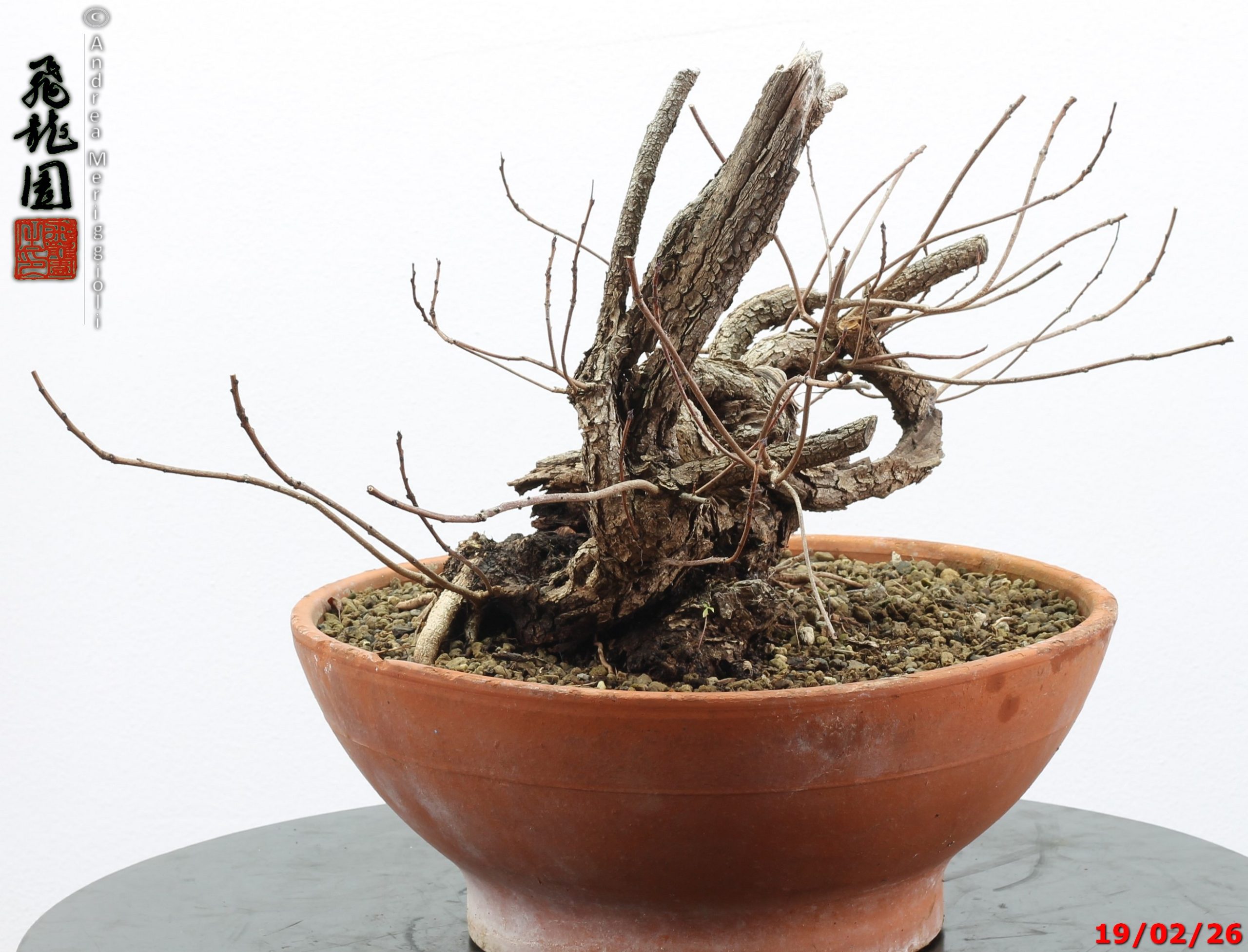 Continus coggigya - immagine 4