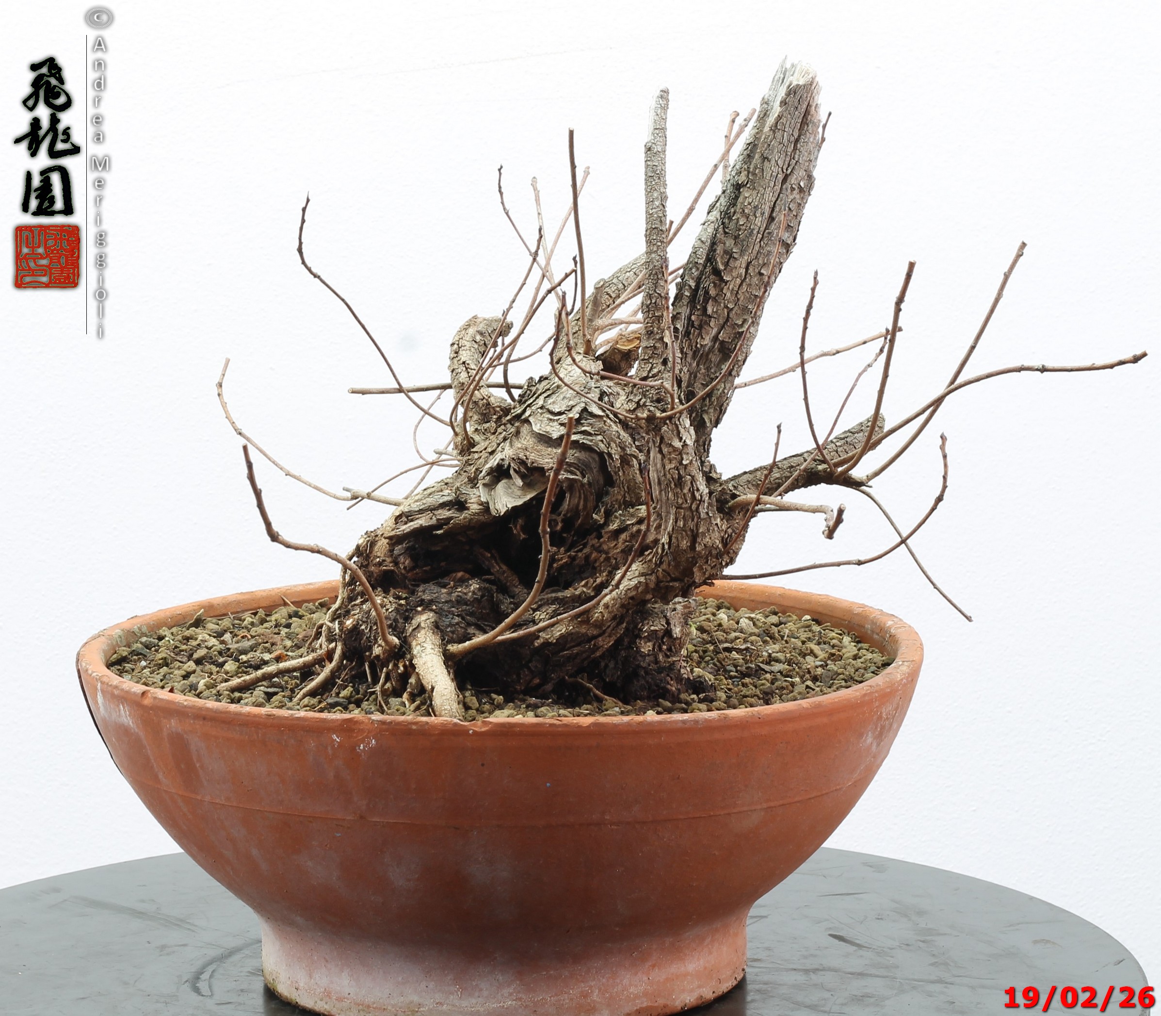 Continus coggigya - immagine 3