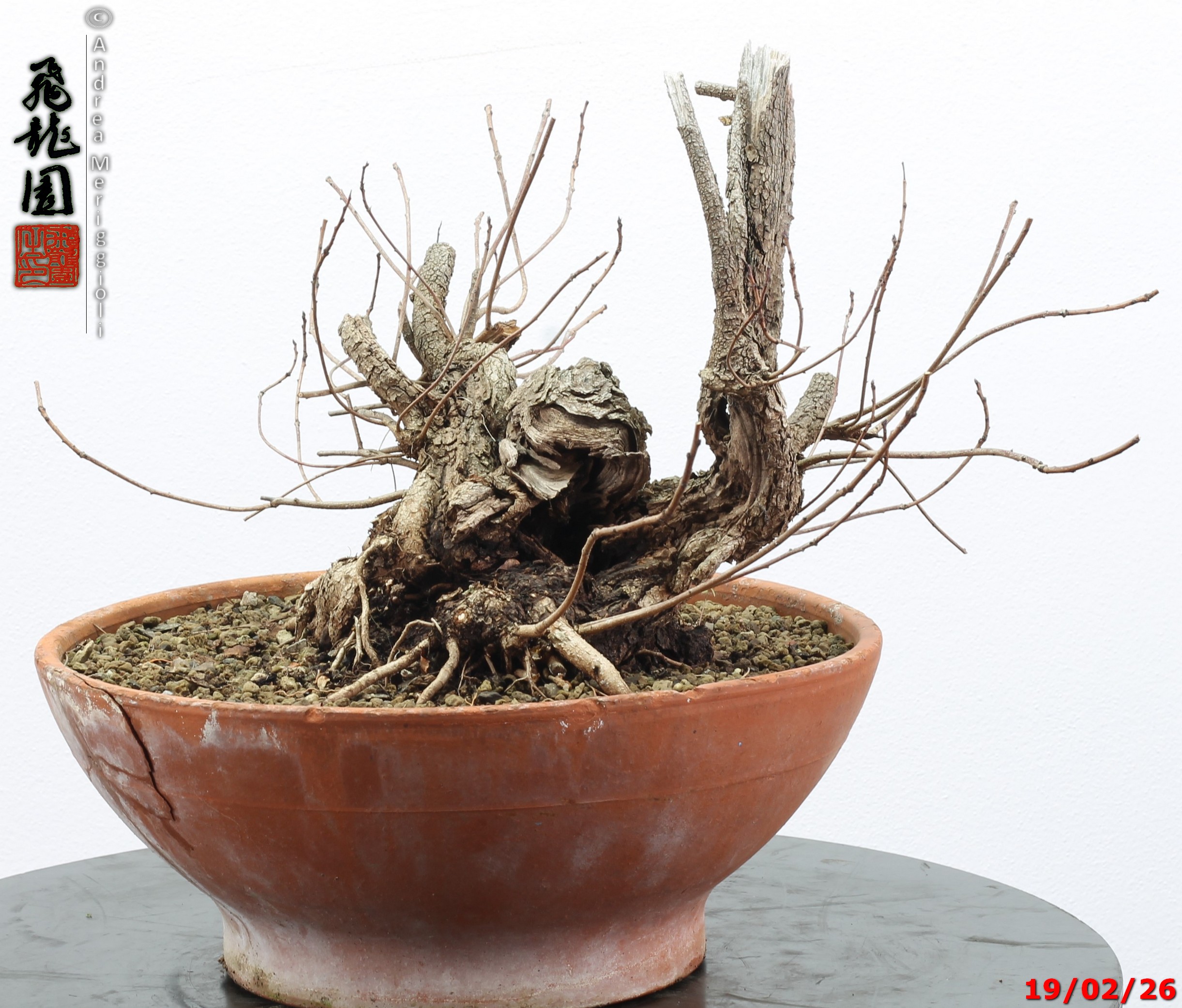 Continus coggigya - immagine 2