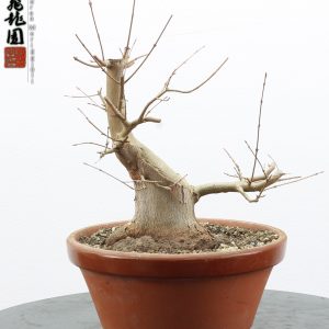 Acer buergerianum shohin