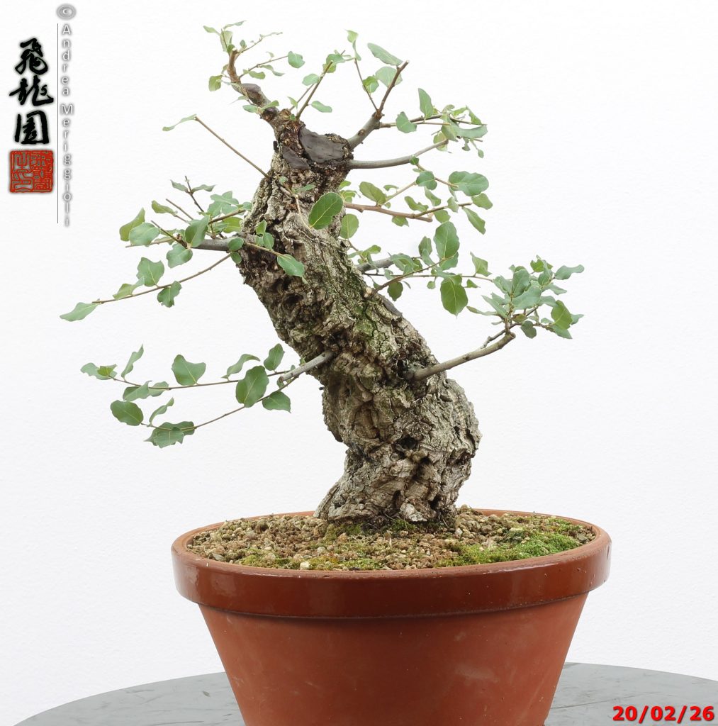 Quercus suber