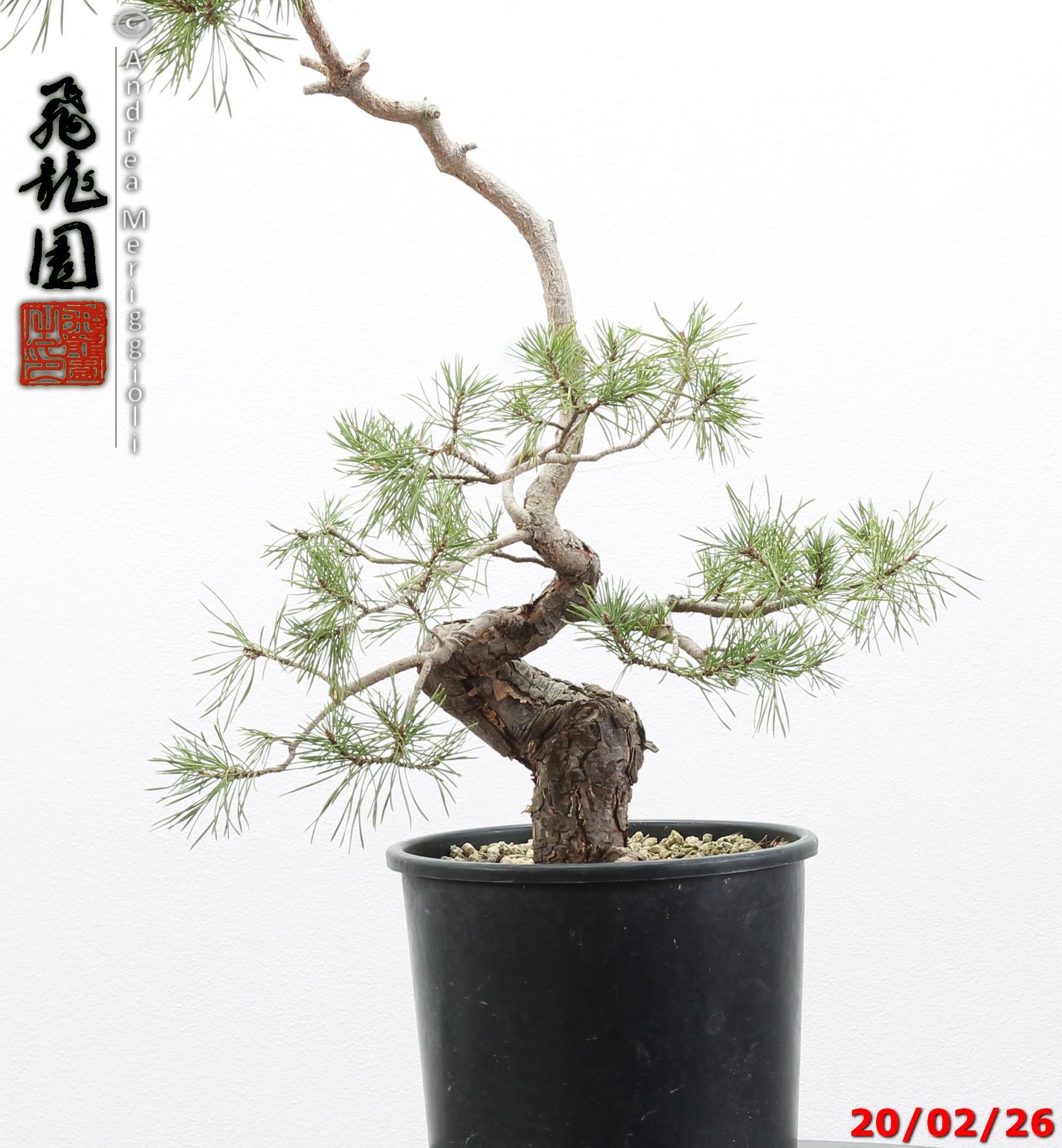 Pinus sylvestris - immagine 19