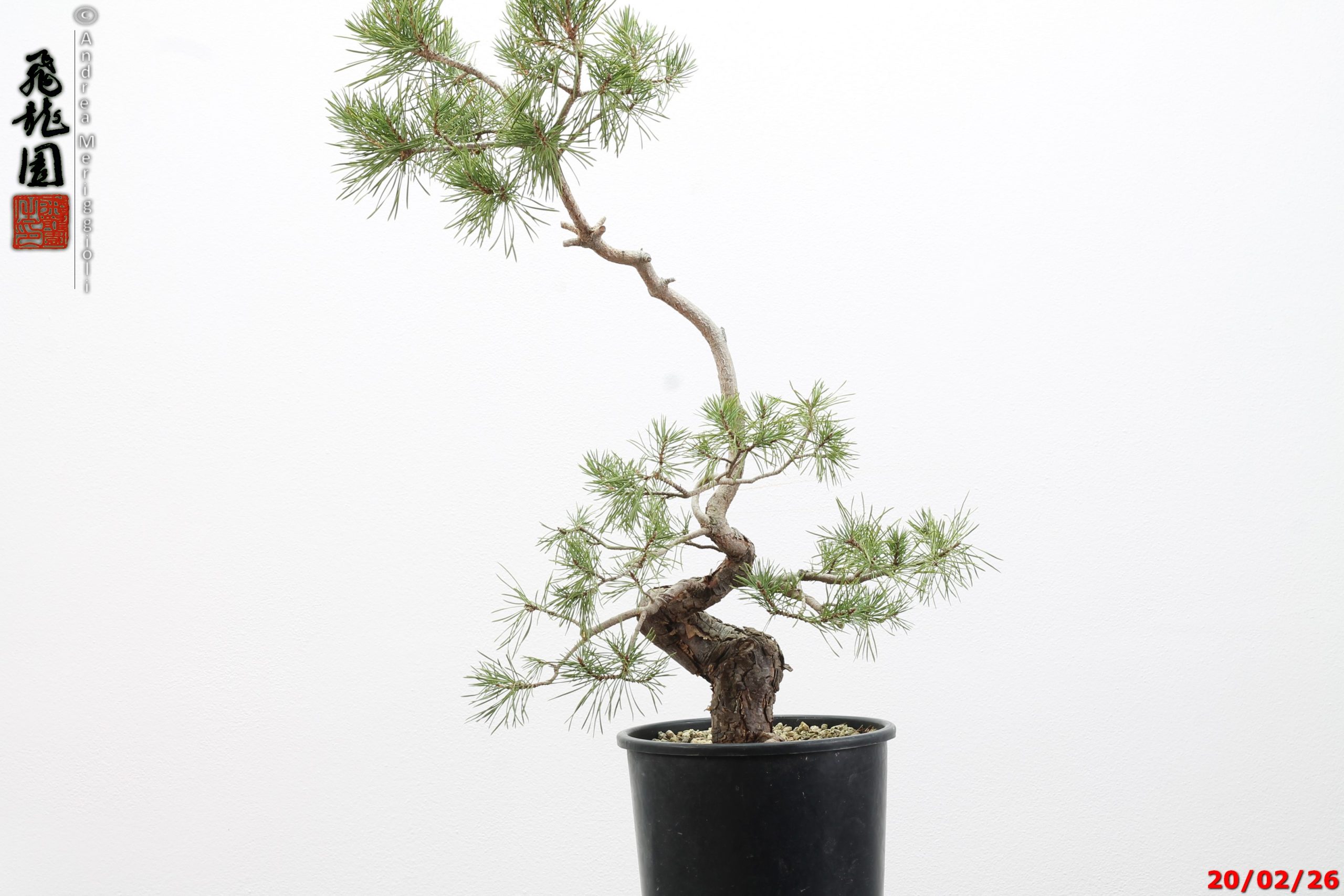 Pinus sylvestris - immagine 18