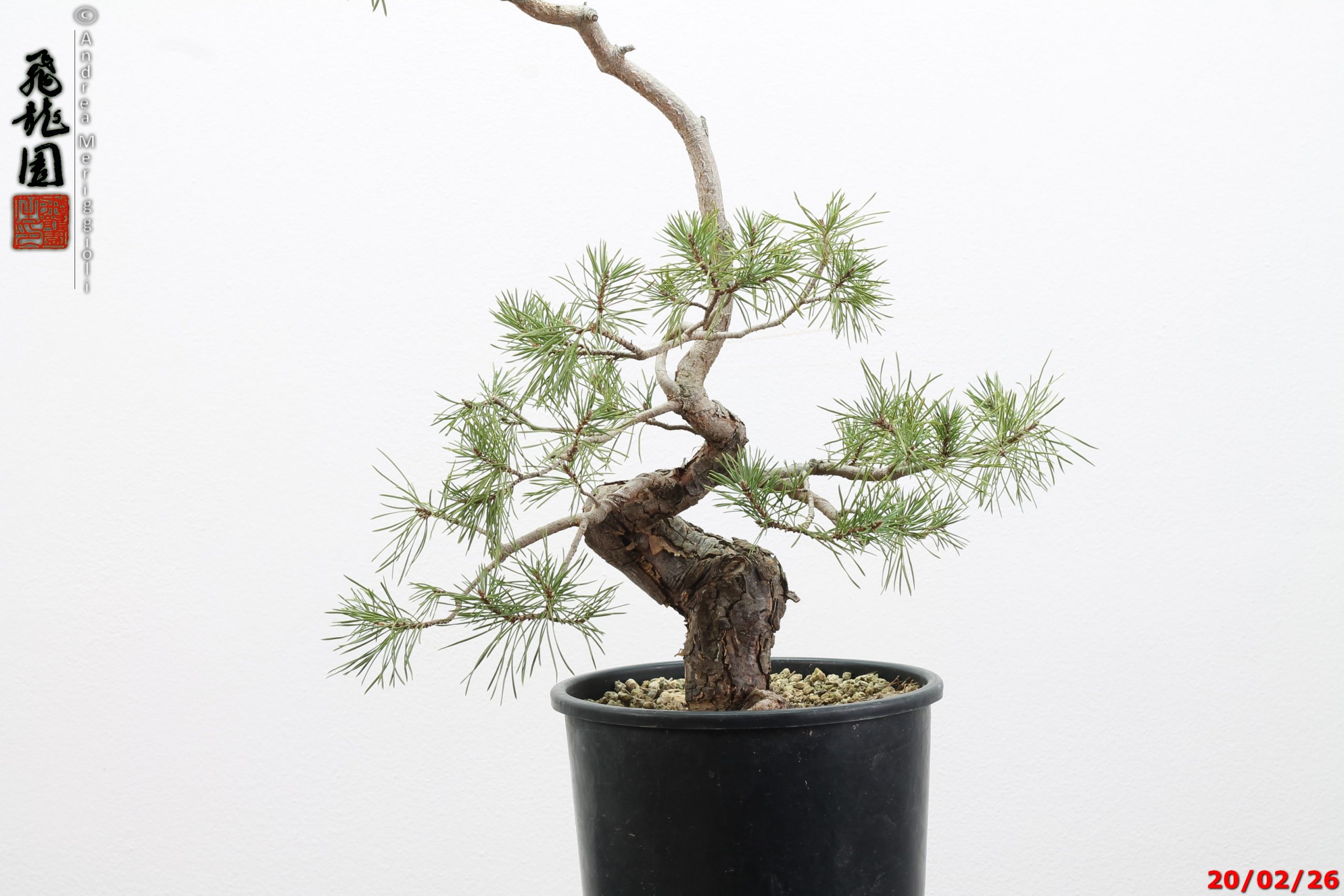 Pinus sylvestris - immagine 17