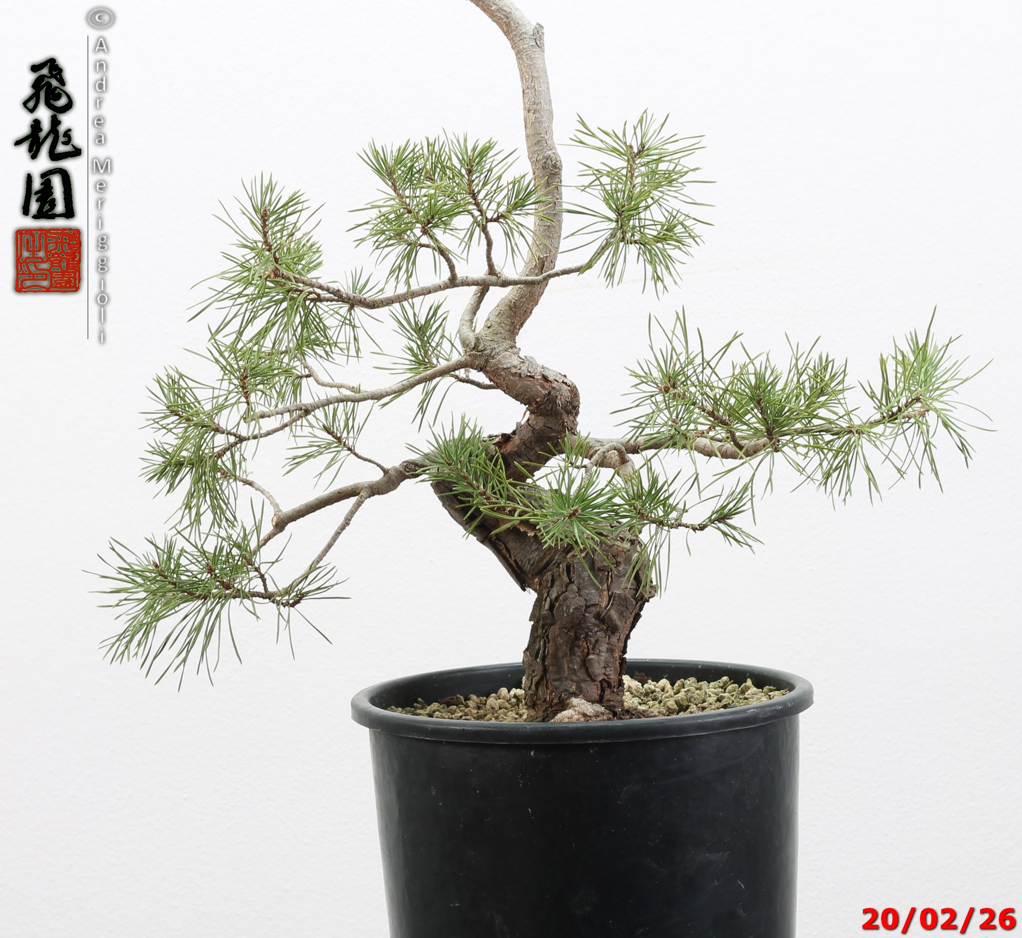 Pinus sylvestris - immagine 14
