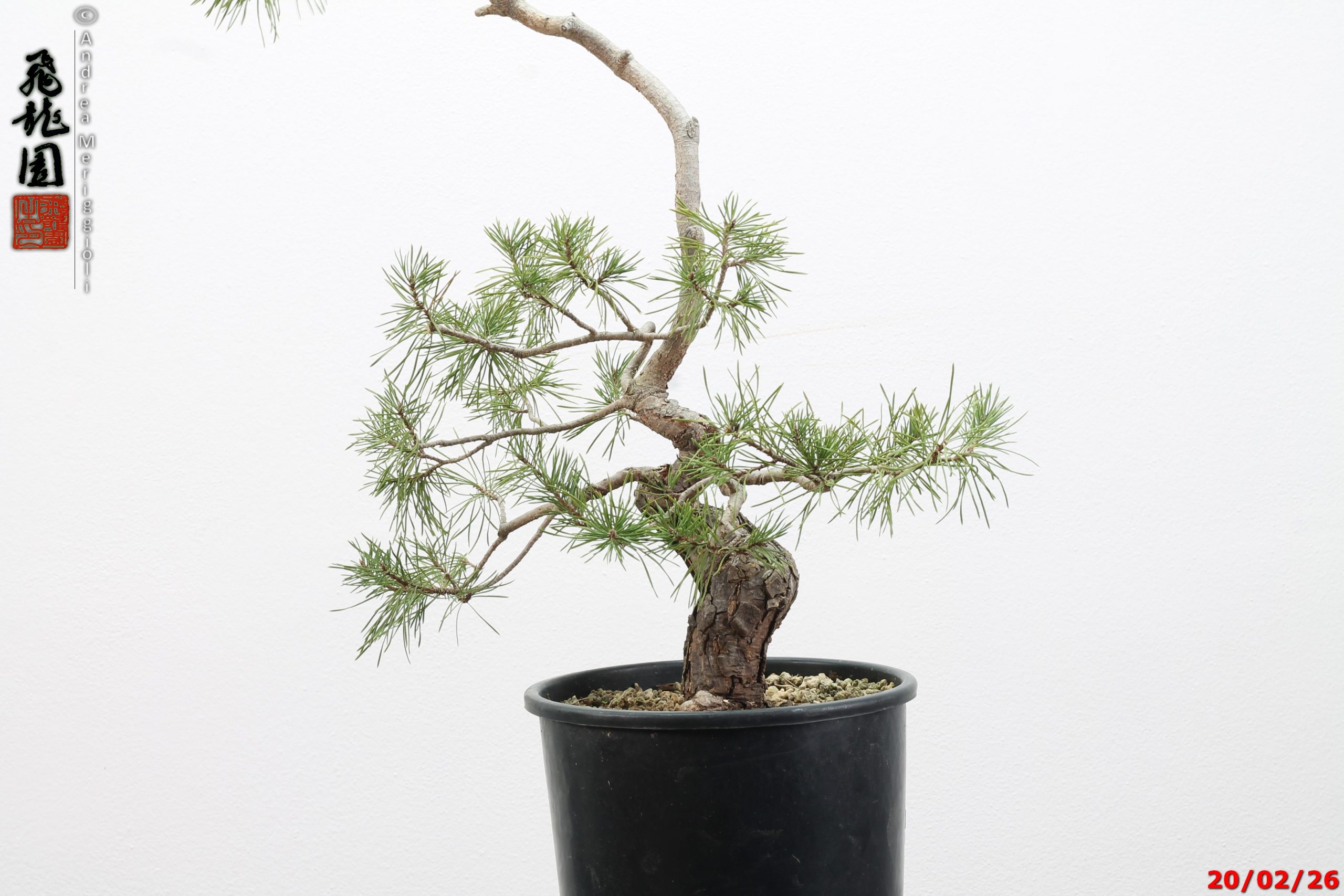 Pinus sylvestris - immagine 13
