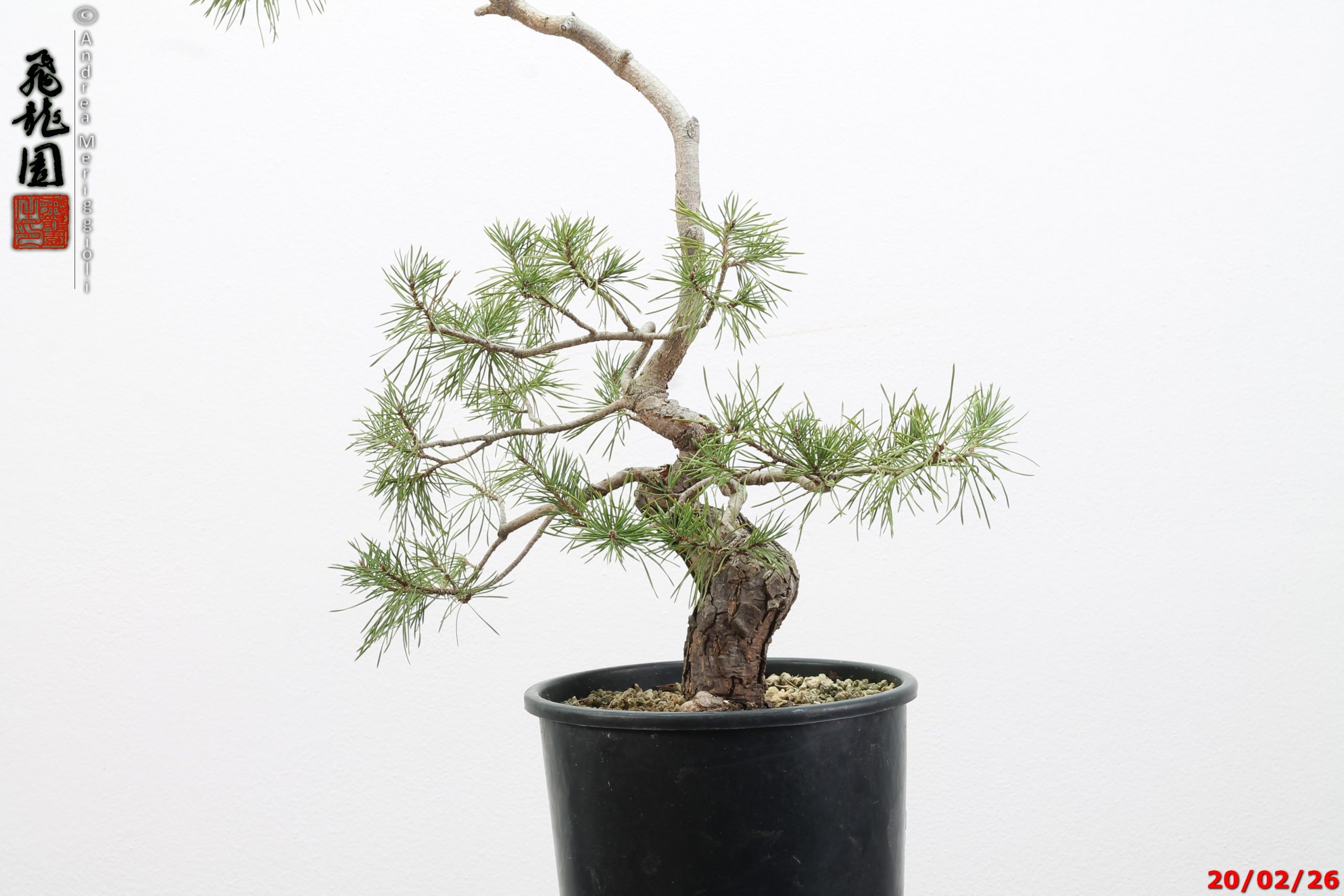 Pinus sylvestris - immagine 12
