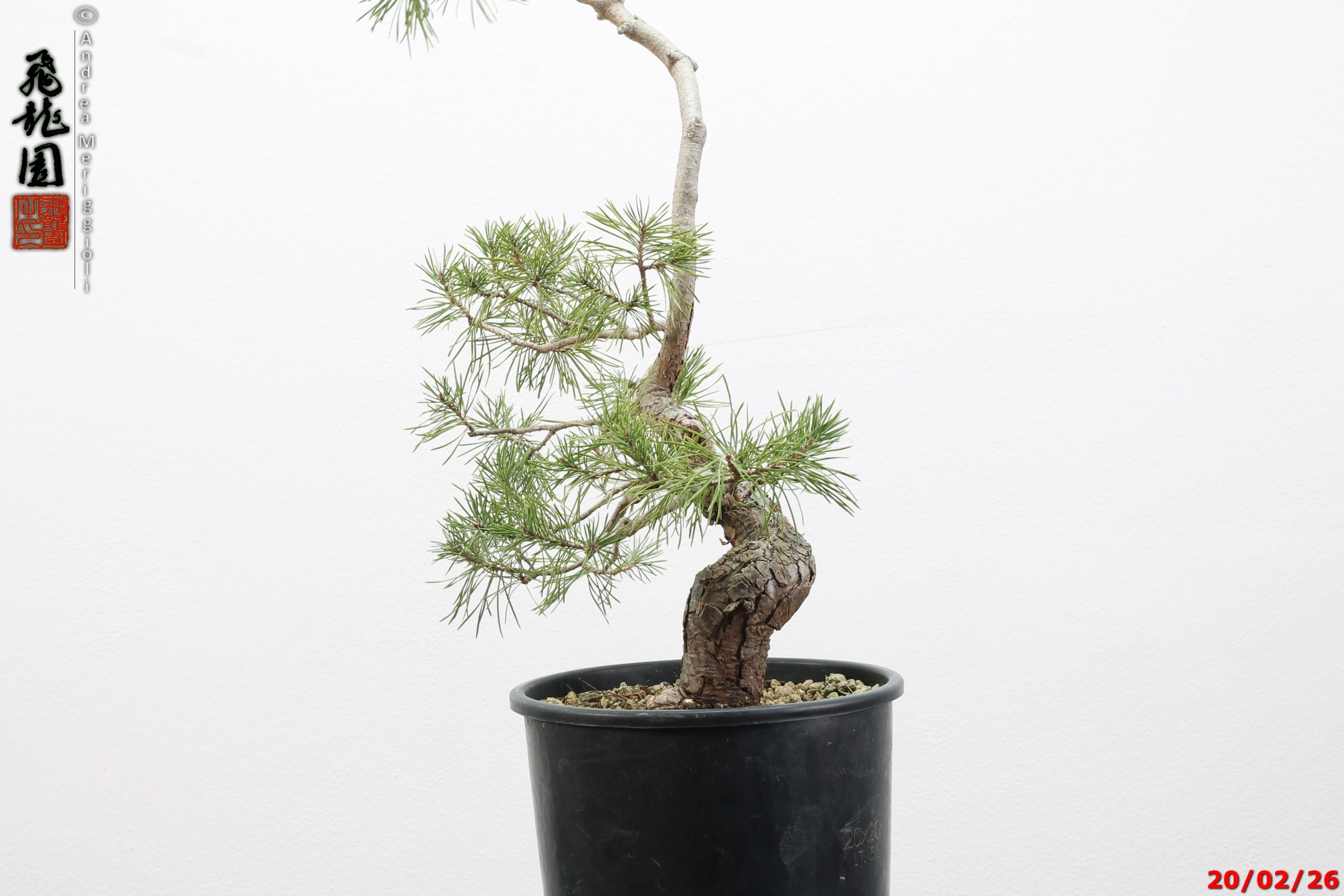 Pinus sylvestris - immagine 11
