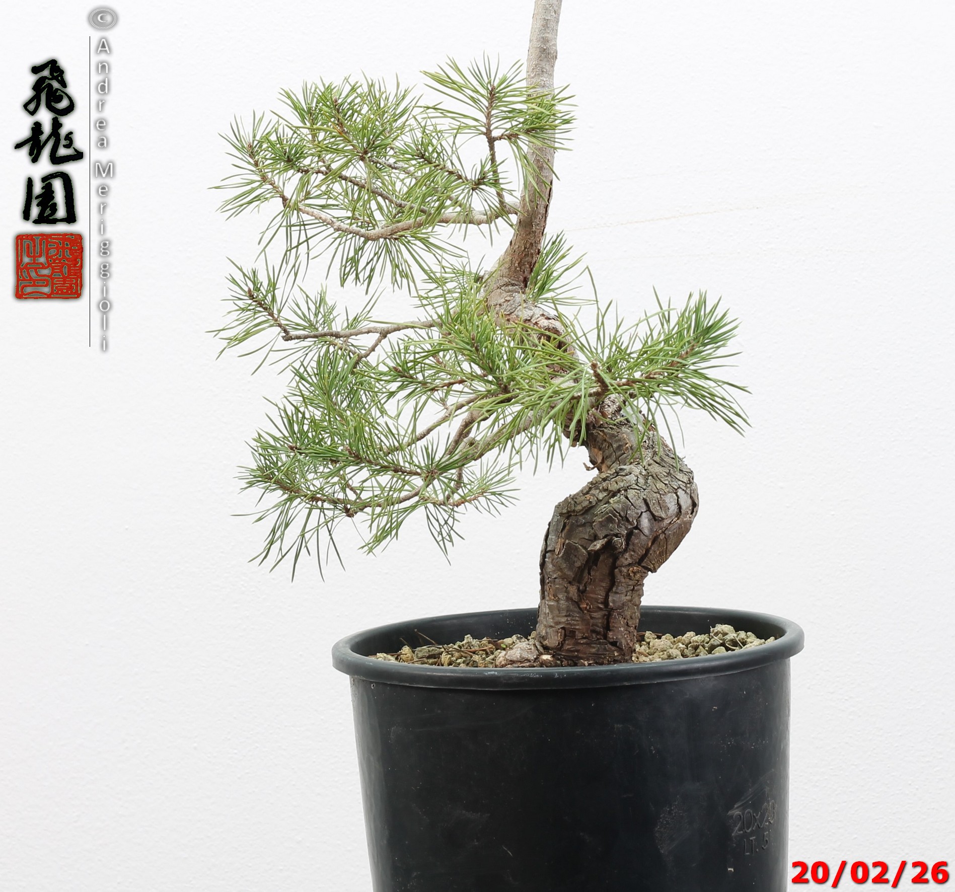 Pinus sylvestris - immagine 10