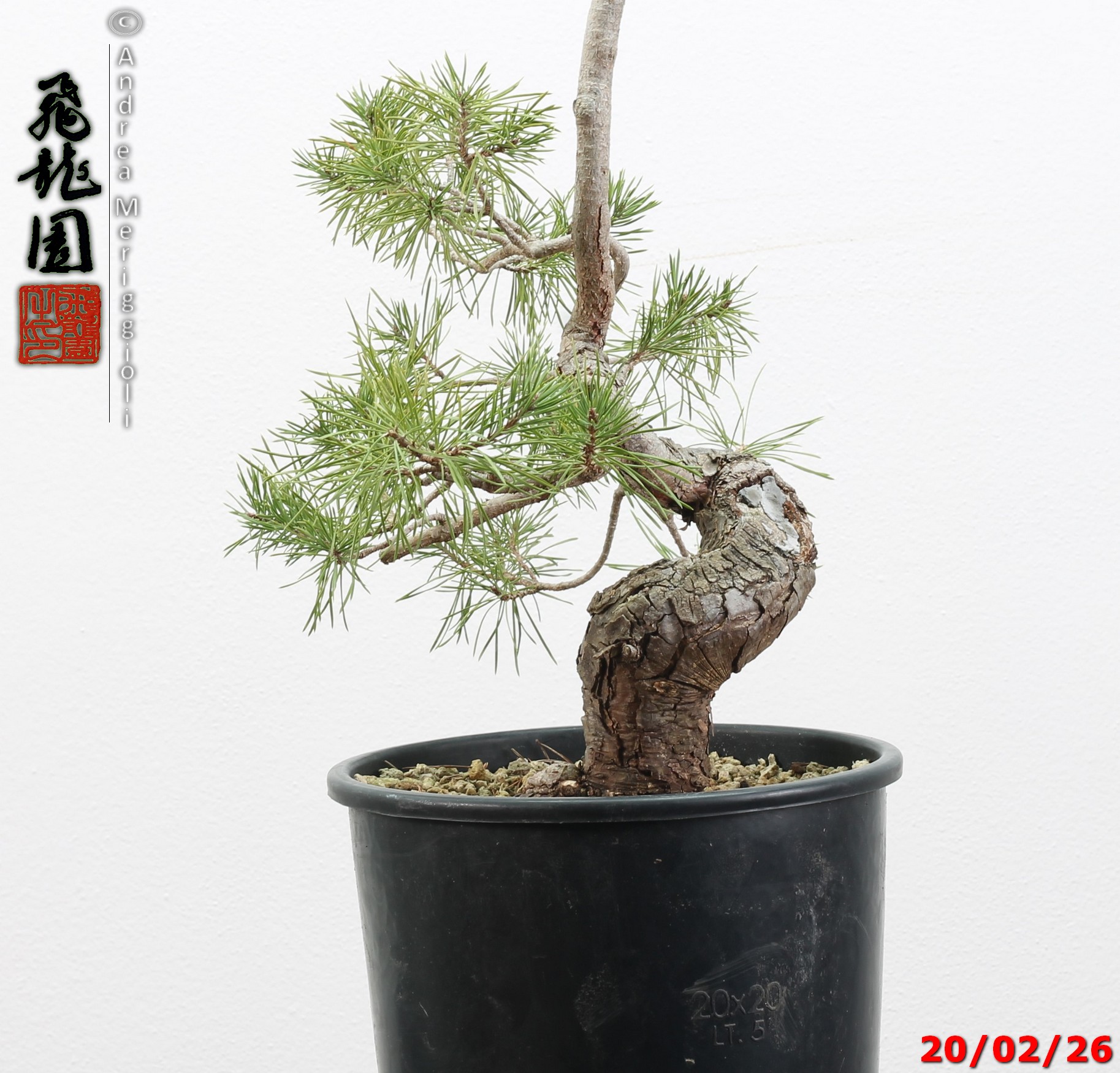 Pinus sylvestris - immagine 9