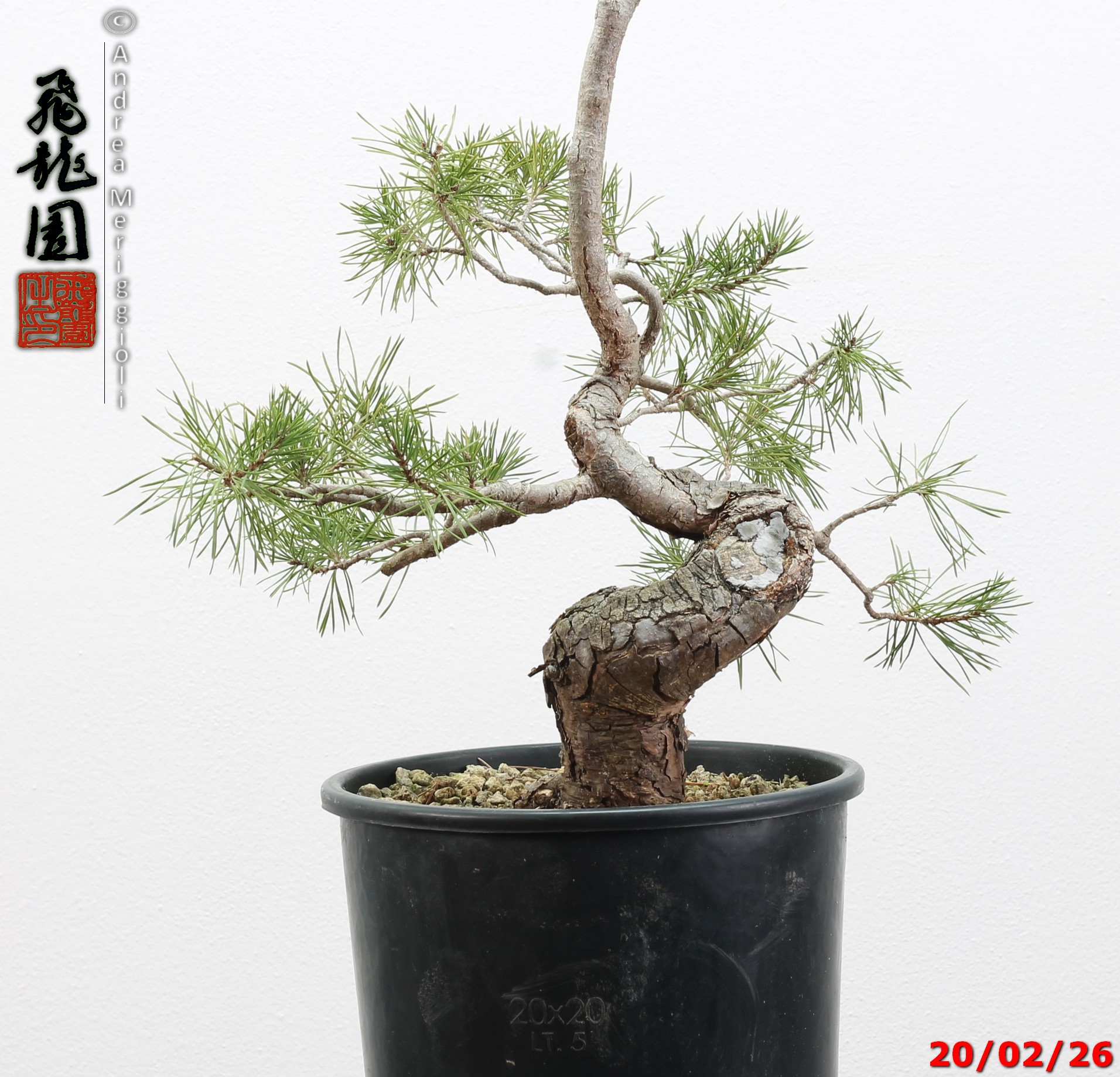 Pinus sylvestris - immagine 8