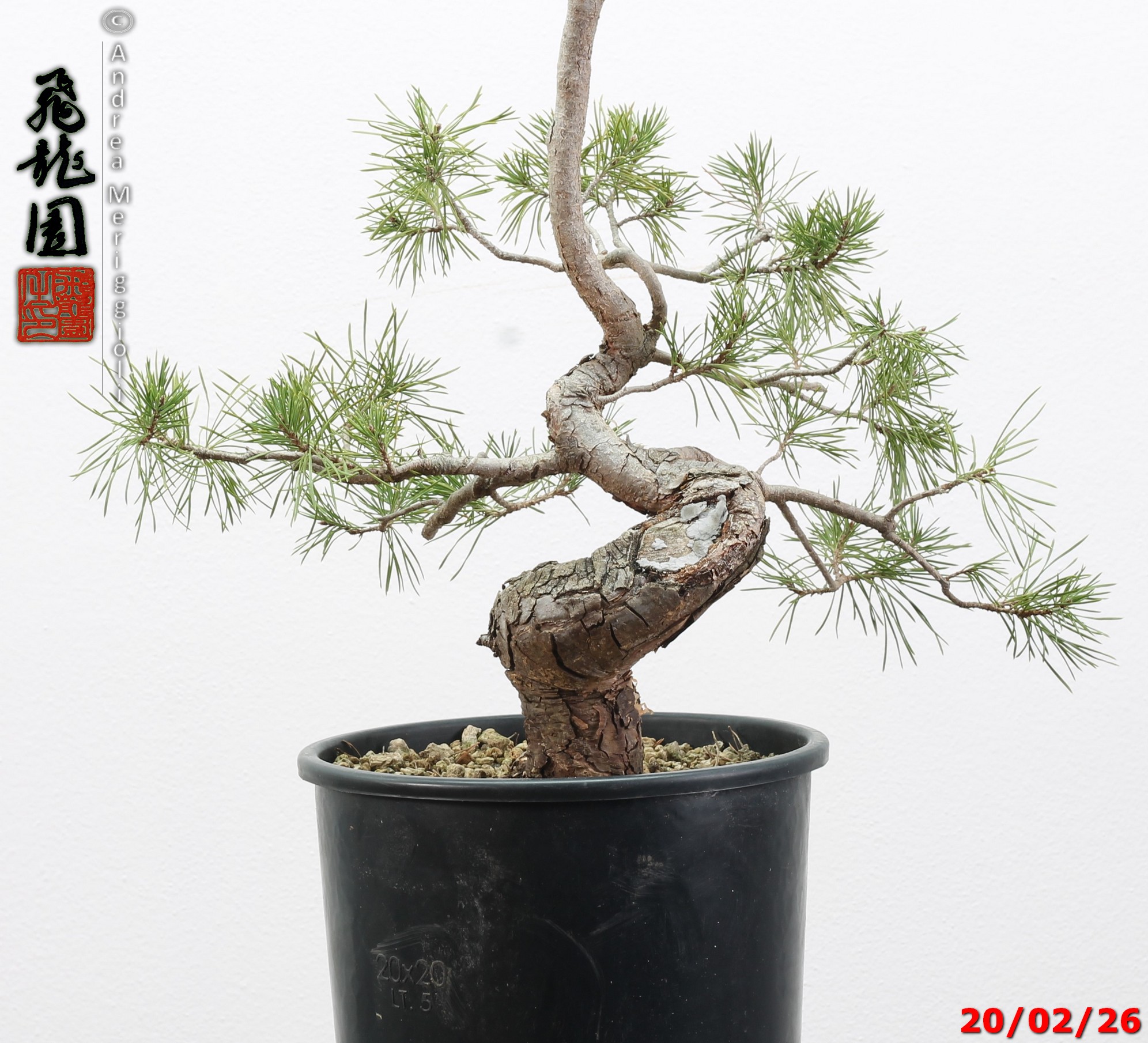 Pinus sylvestris - immagine 7