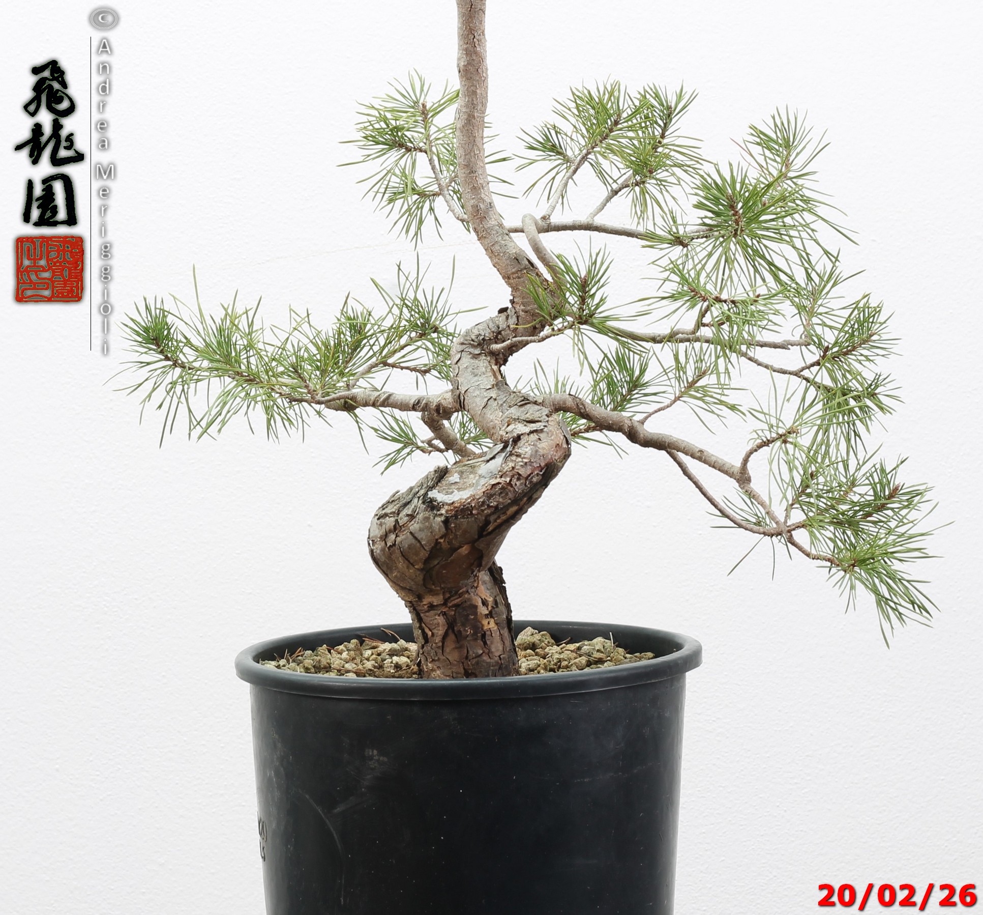 Pinus sylvestris - immagine 5