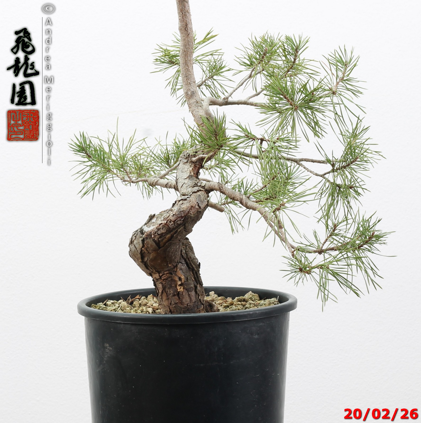 Pinus sylvestris - immagine 4