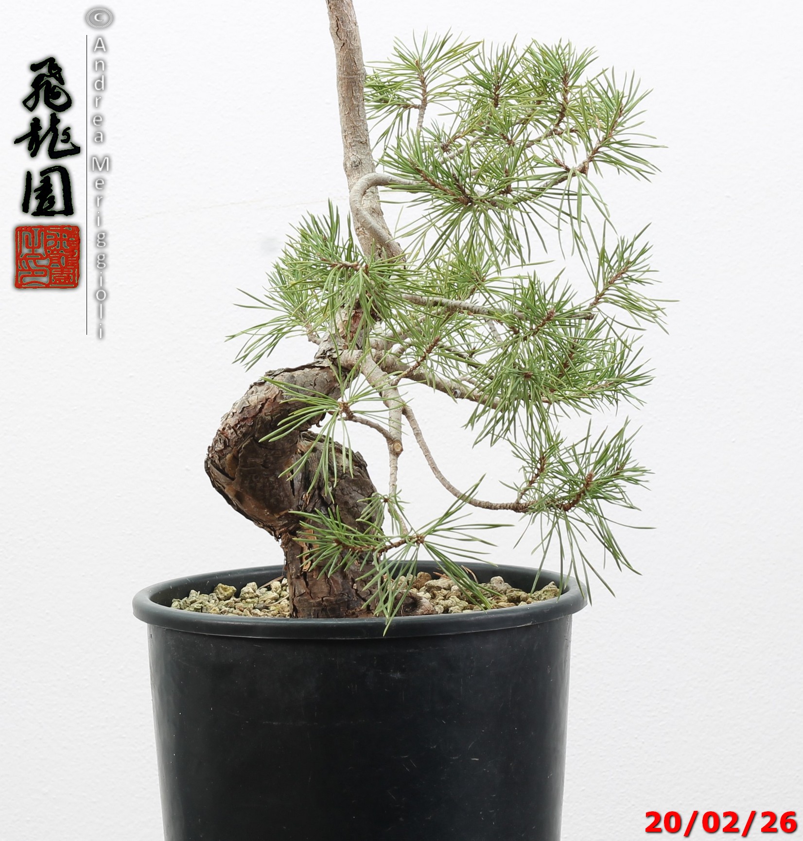 Pinus sylvestris - immagine 3