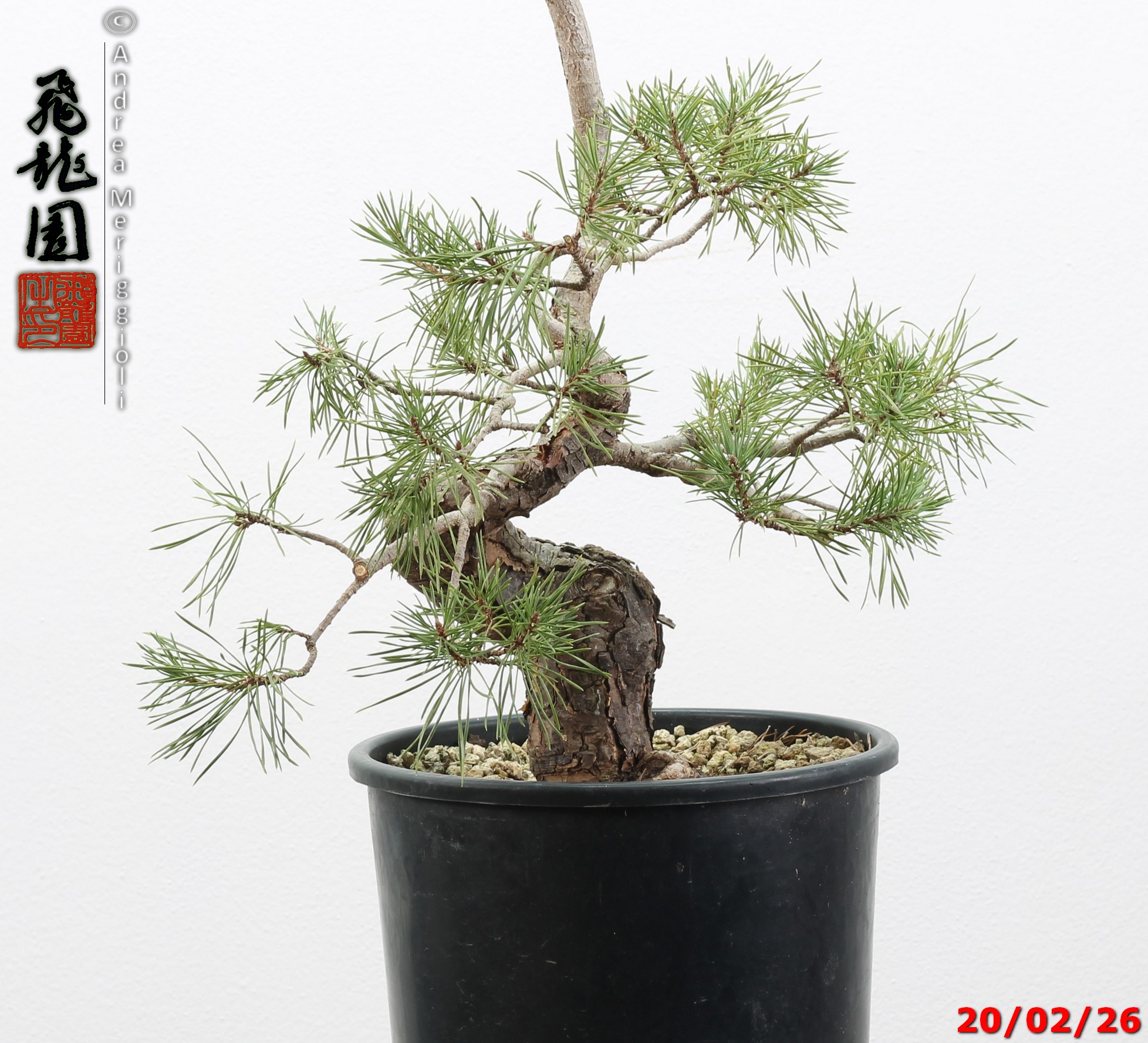 Pinus sylvestris - immagine 2