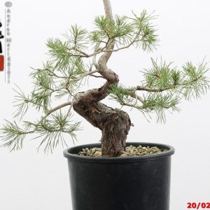 Pinus sylvestris