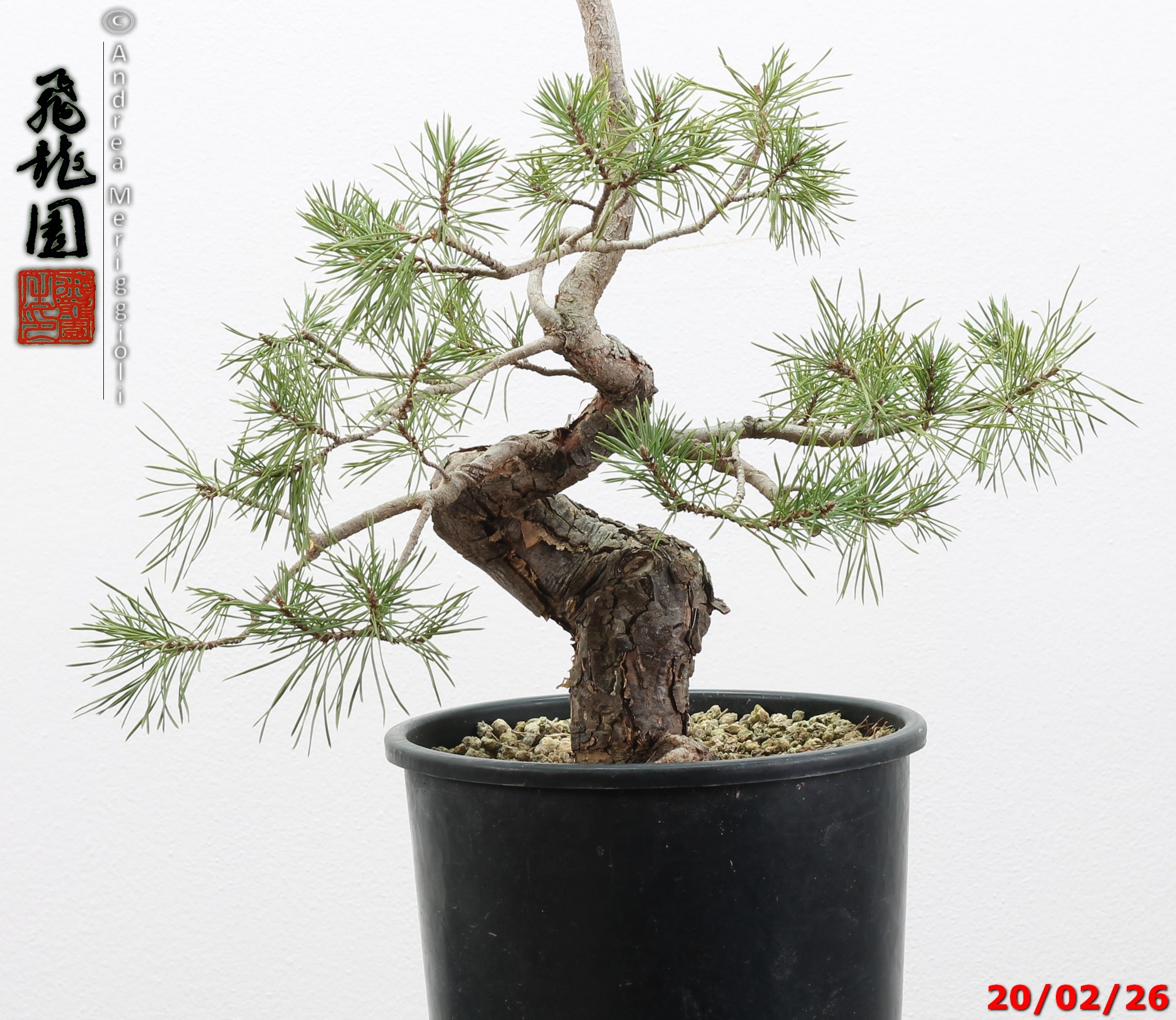 Pinus sylvestris