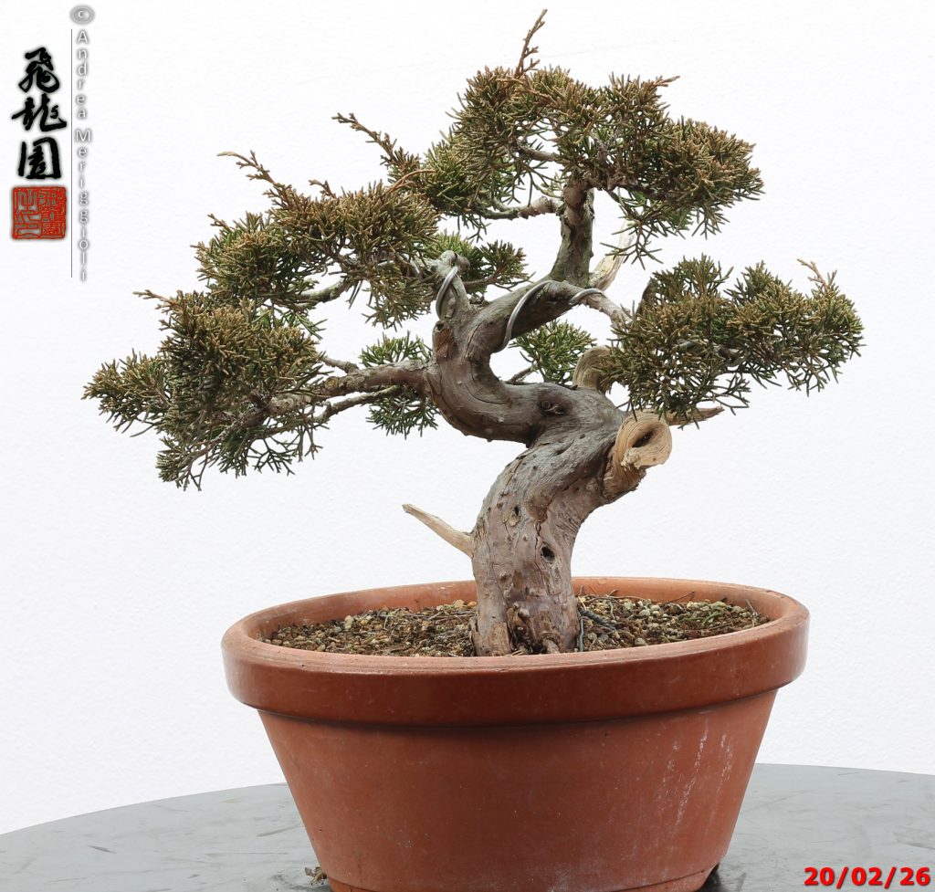 Juniperus itoigawa shohin