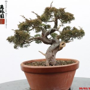 Juniperus itoigawa shohin