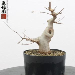 Acer buergerianum shohin