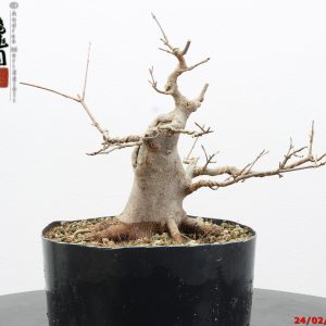 Acer buergerianum shohin