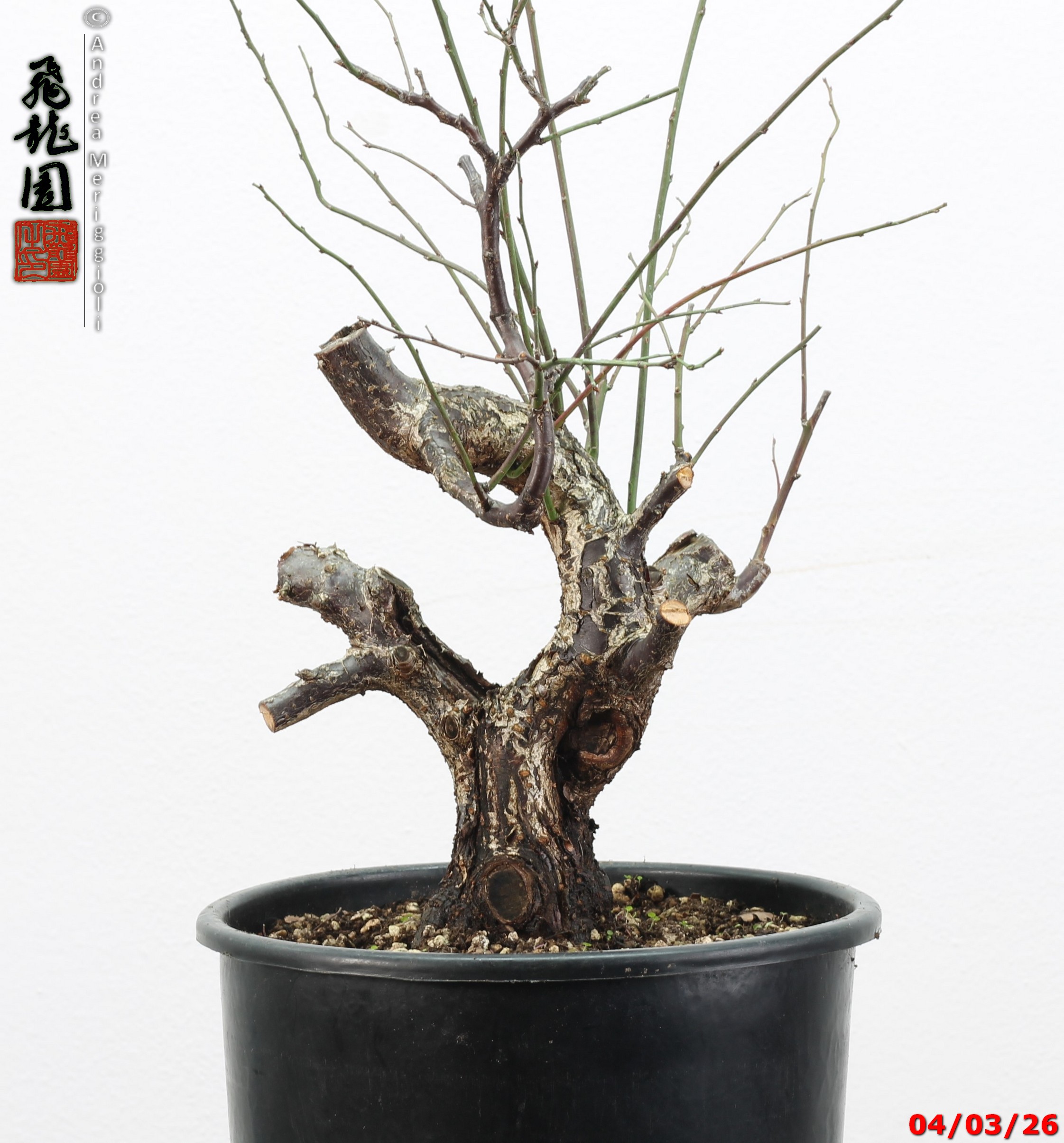 Prunus mume - immagine 11