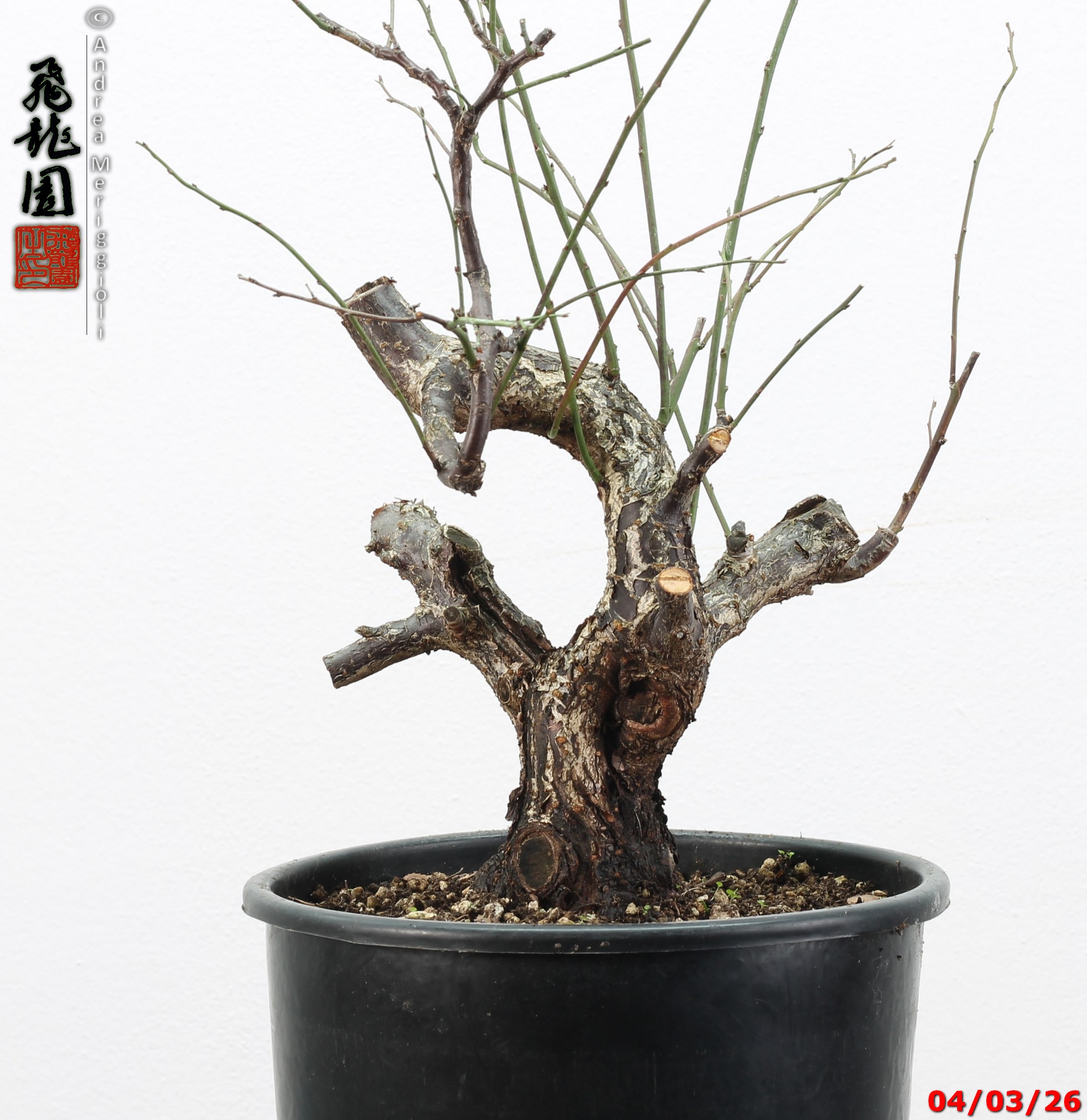 Prunus mume - immagine 10